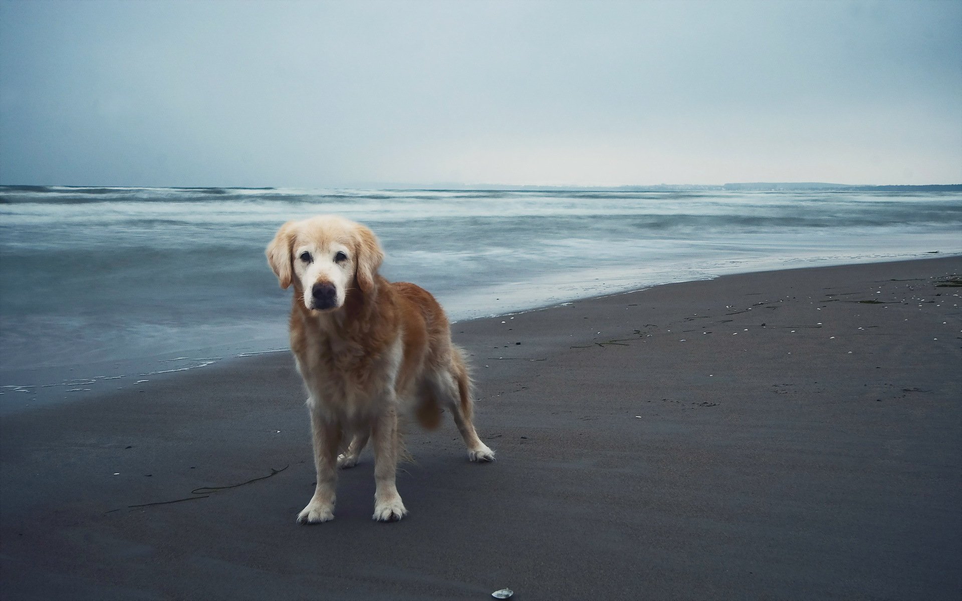 cane amico mare