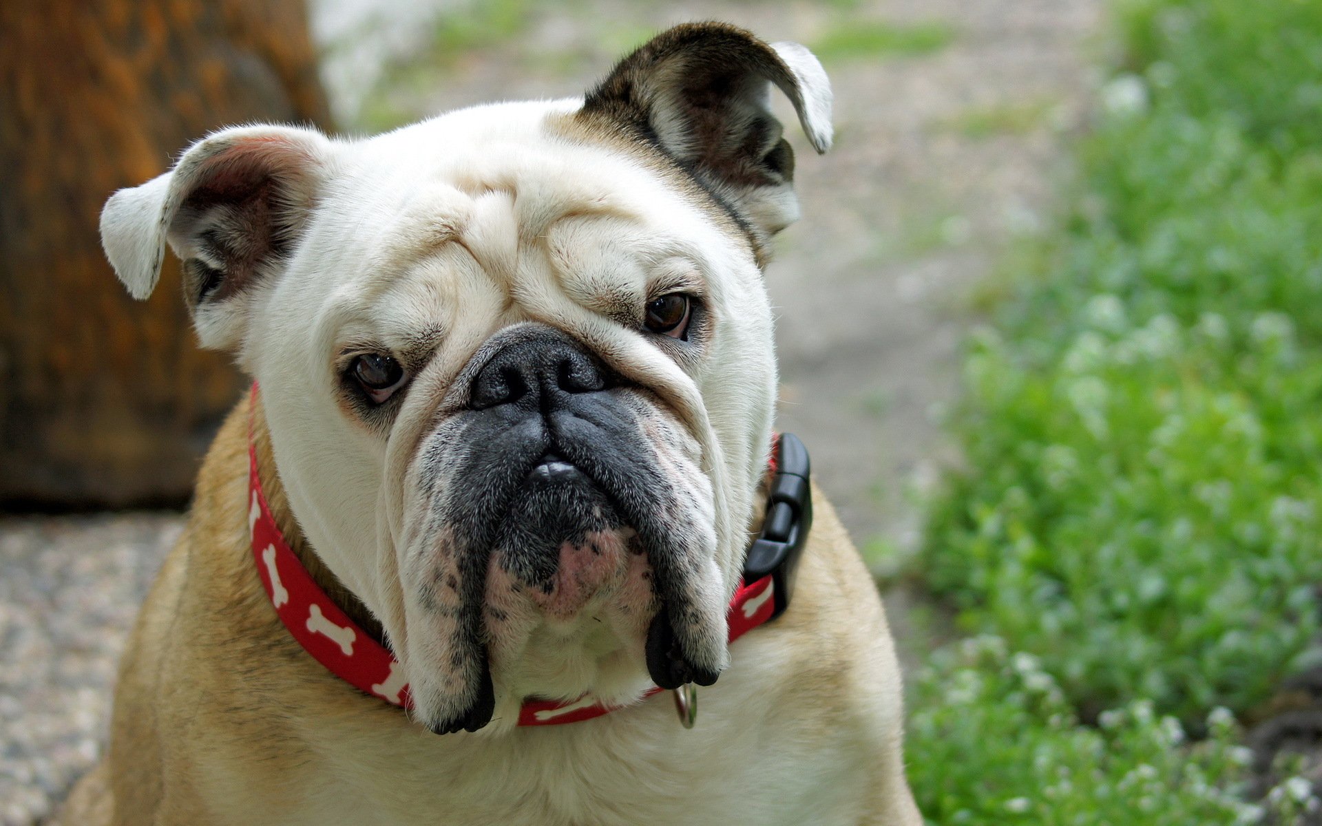 bouledogue chien ami