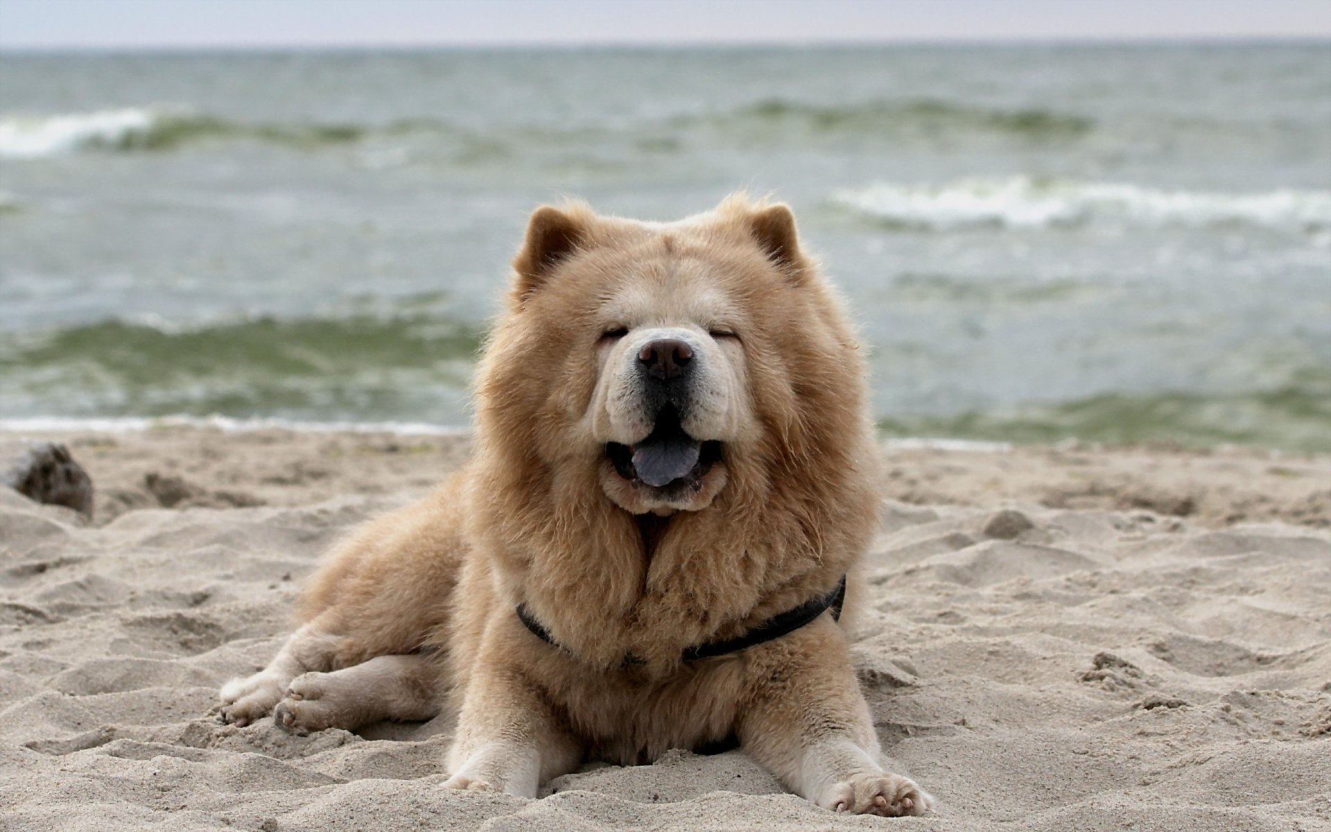 dog chow chow view