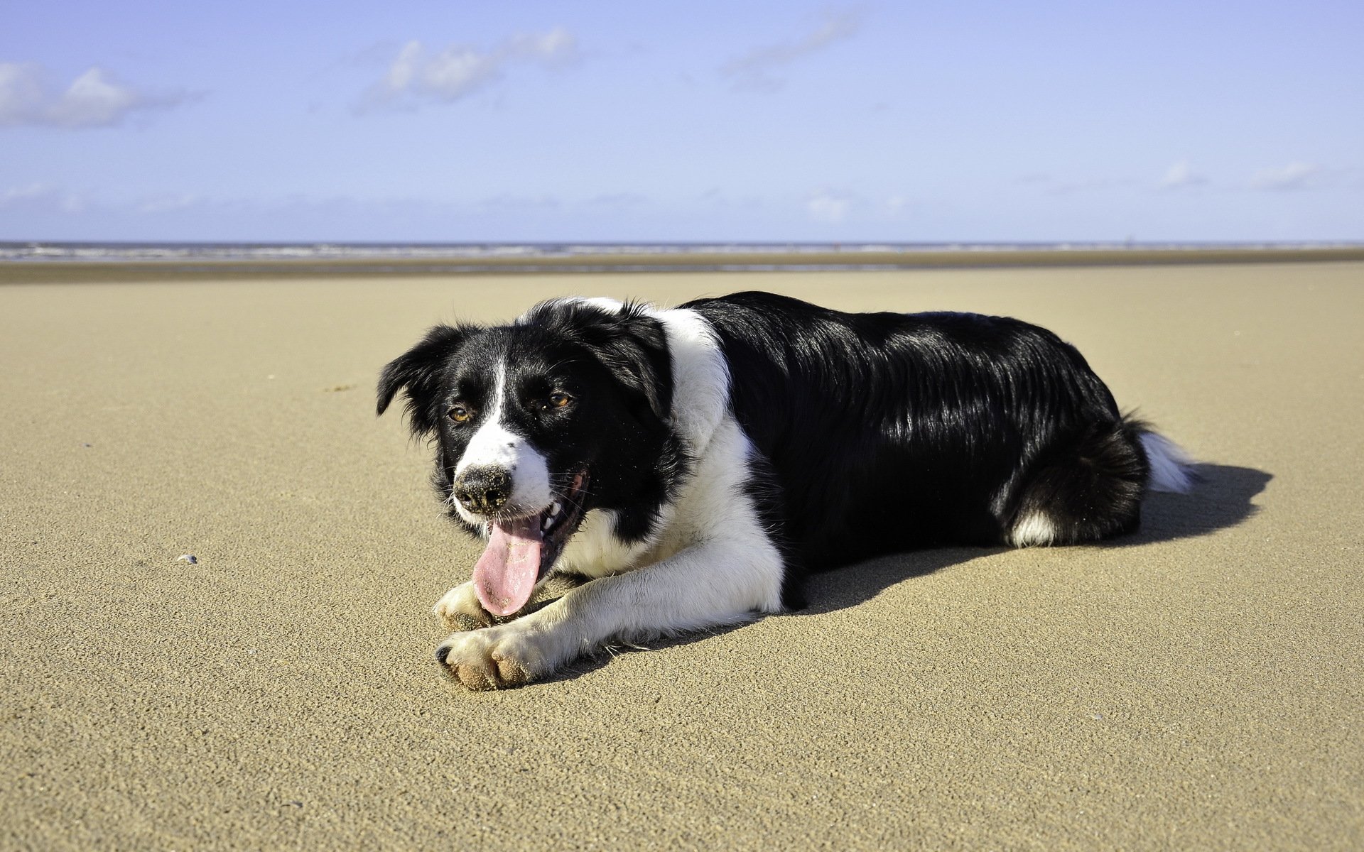 perro mar playa verano