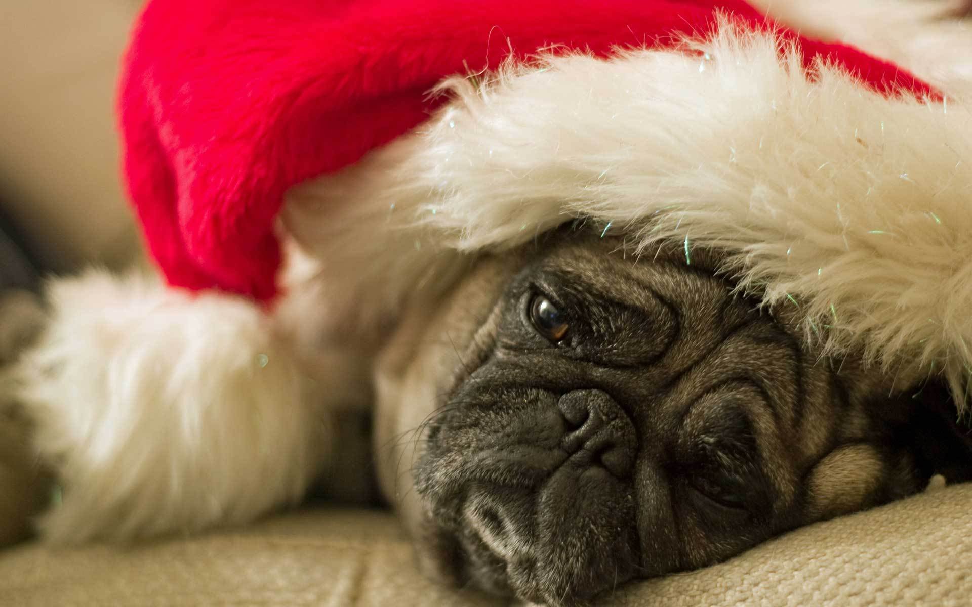 chien carlin triste en attente de vacances chapeau du père noël