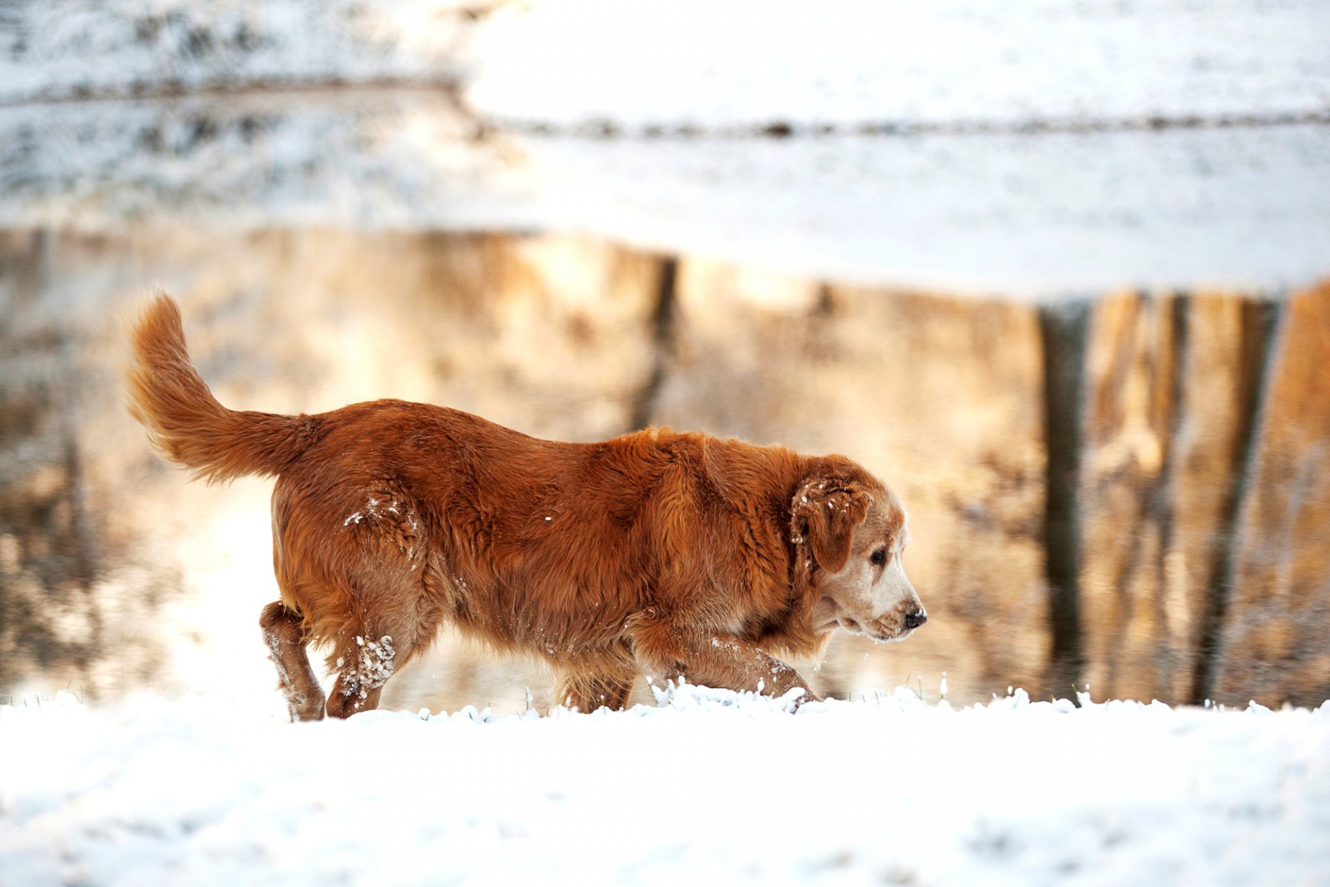 retriever doré chien hiver neige lac nature