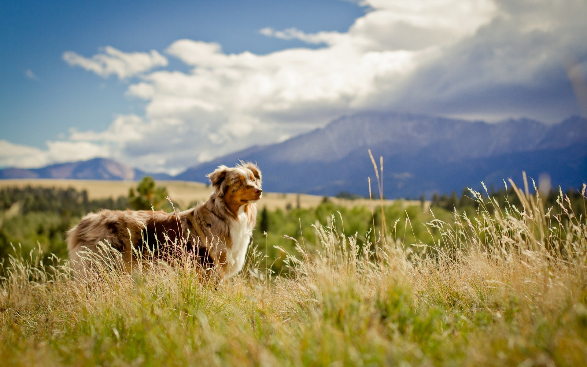 hund blick freund