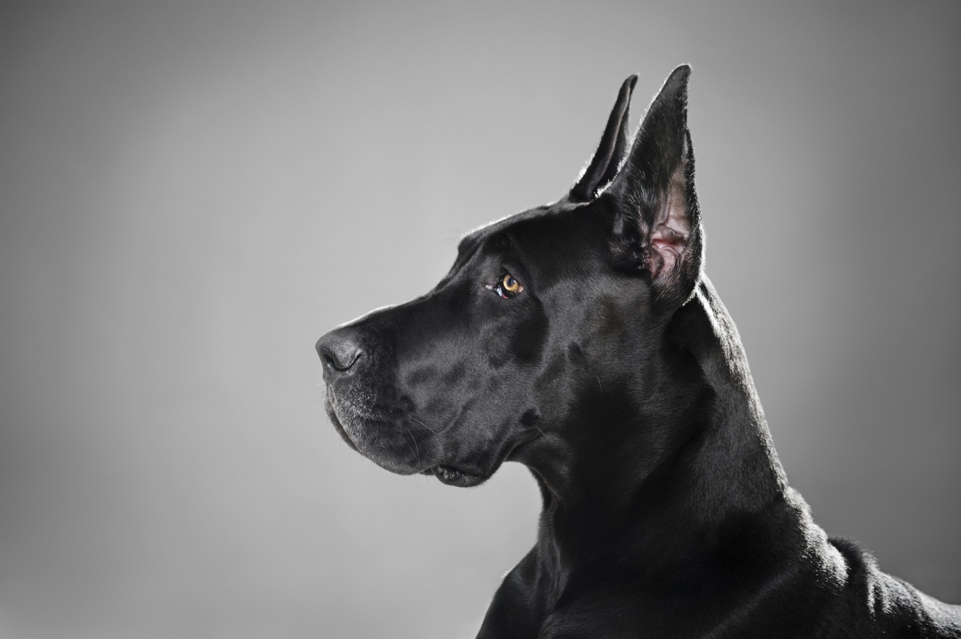 hund rasse deutsche dogge schwarz profil