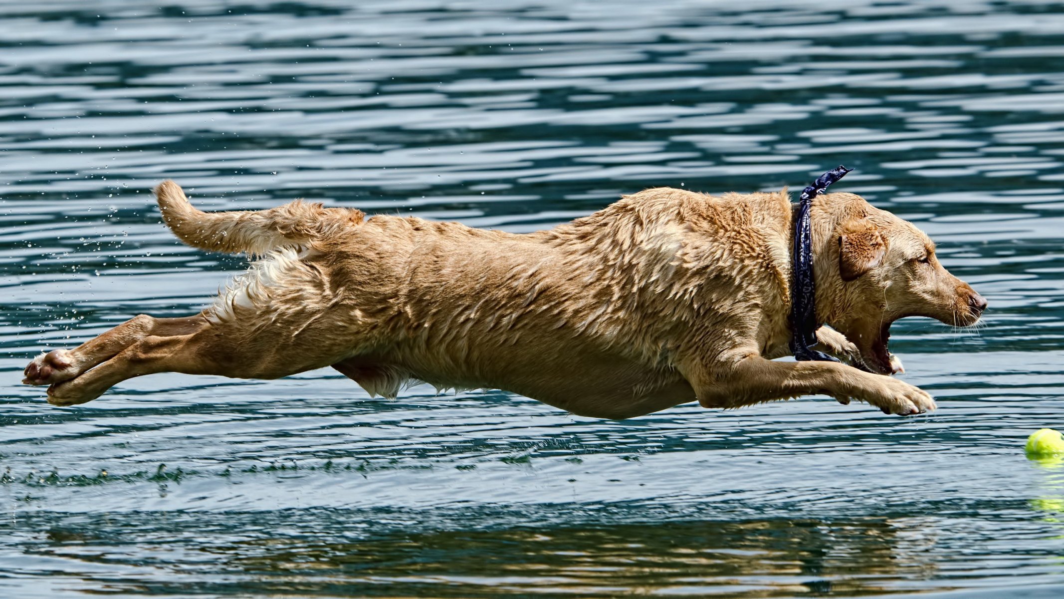 perro agua salto