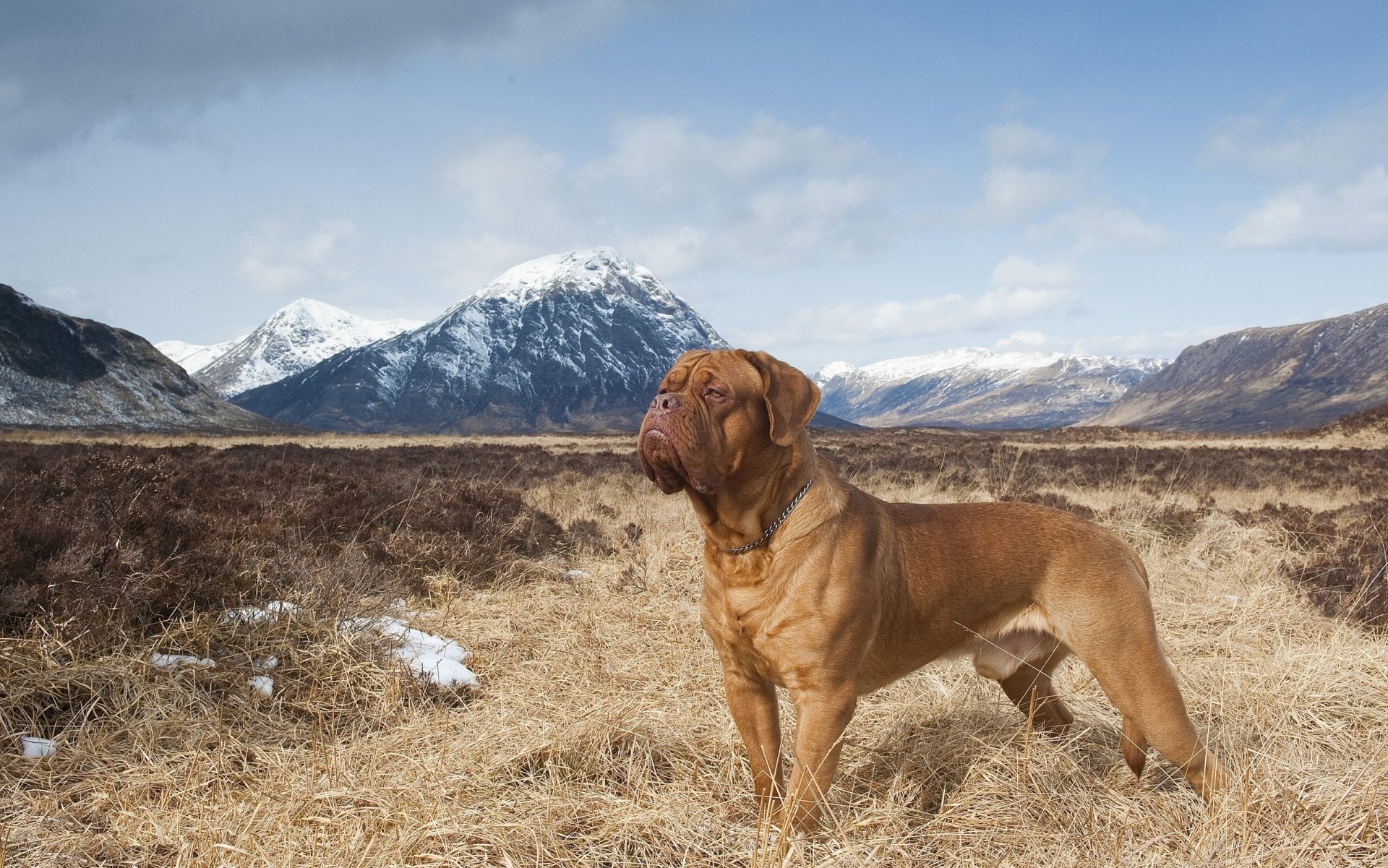 dogue de bordeaux góry przyroda