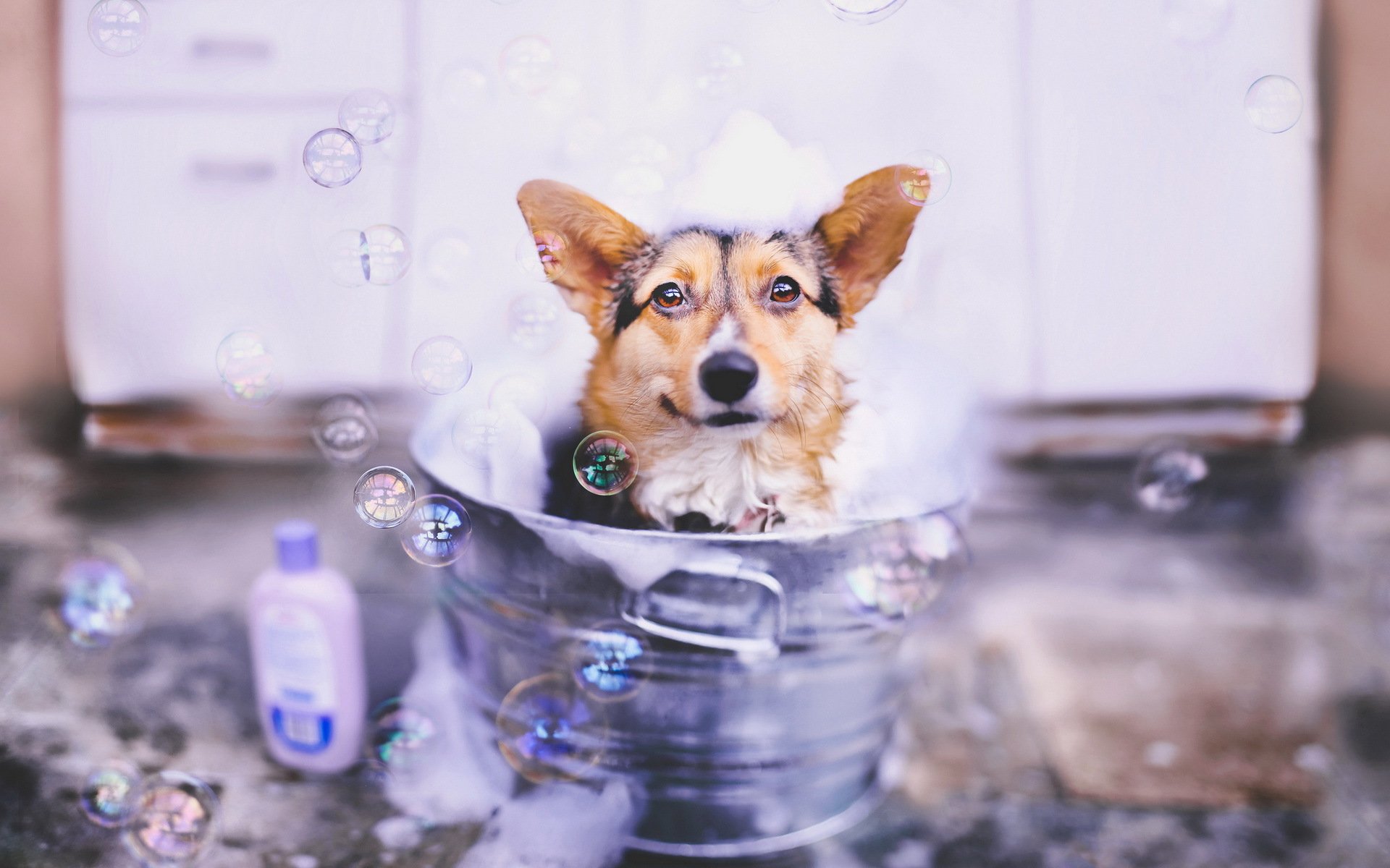 perro mirada burbujas