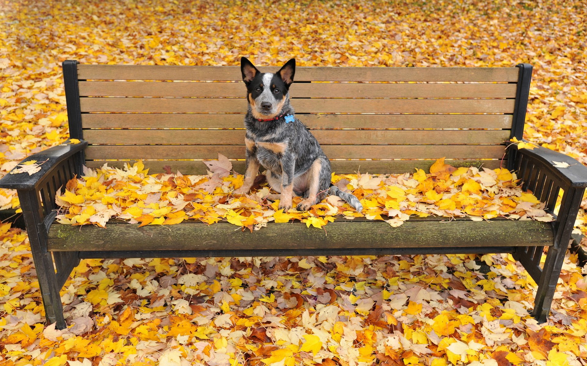 chien automne banc feuilles