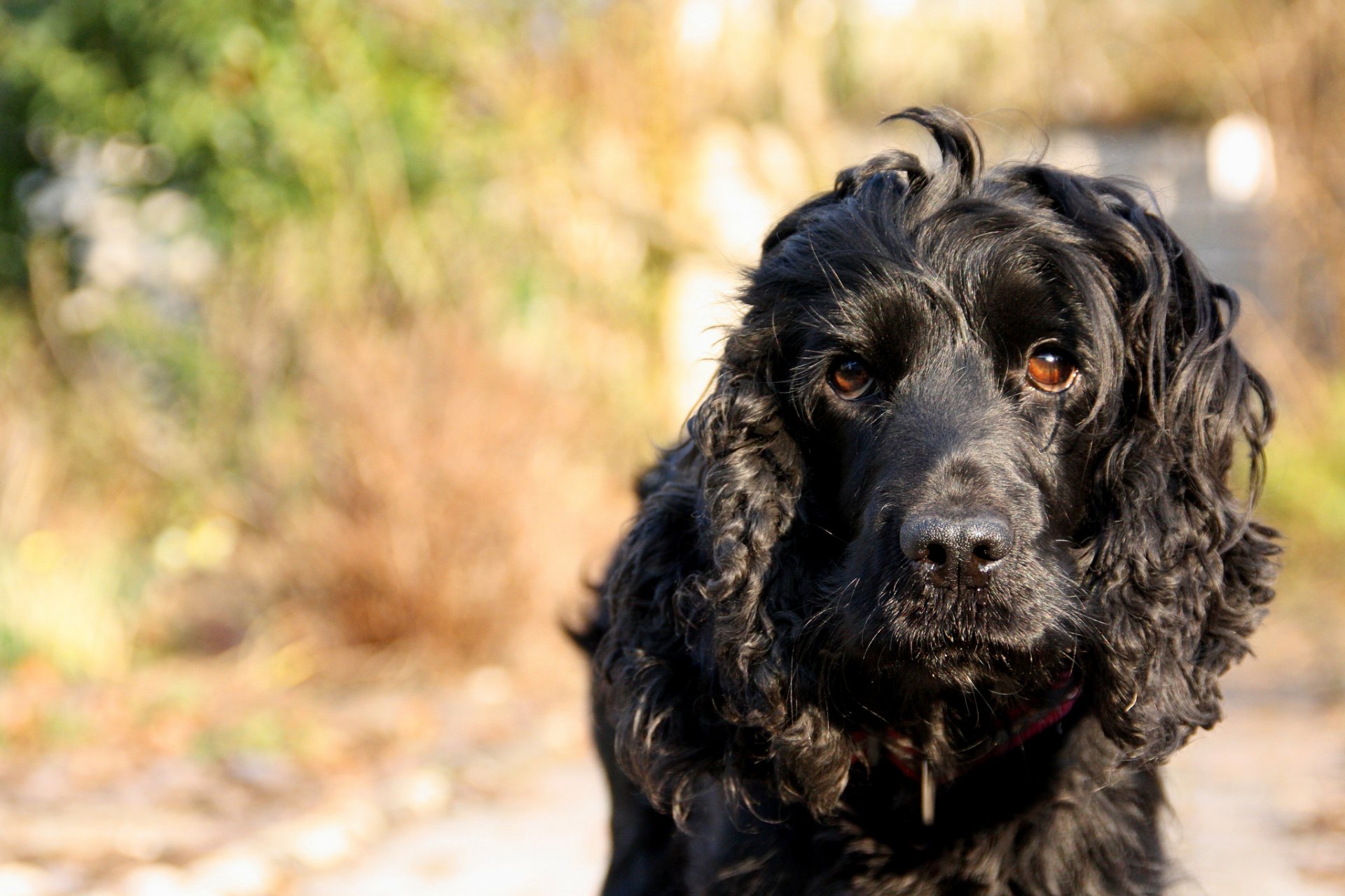 chien vue fond