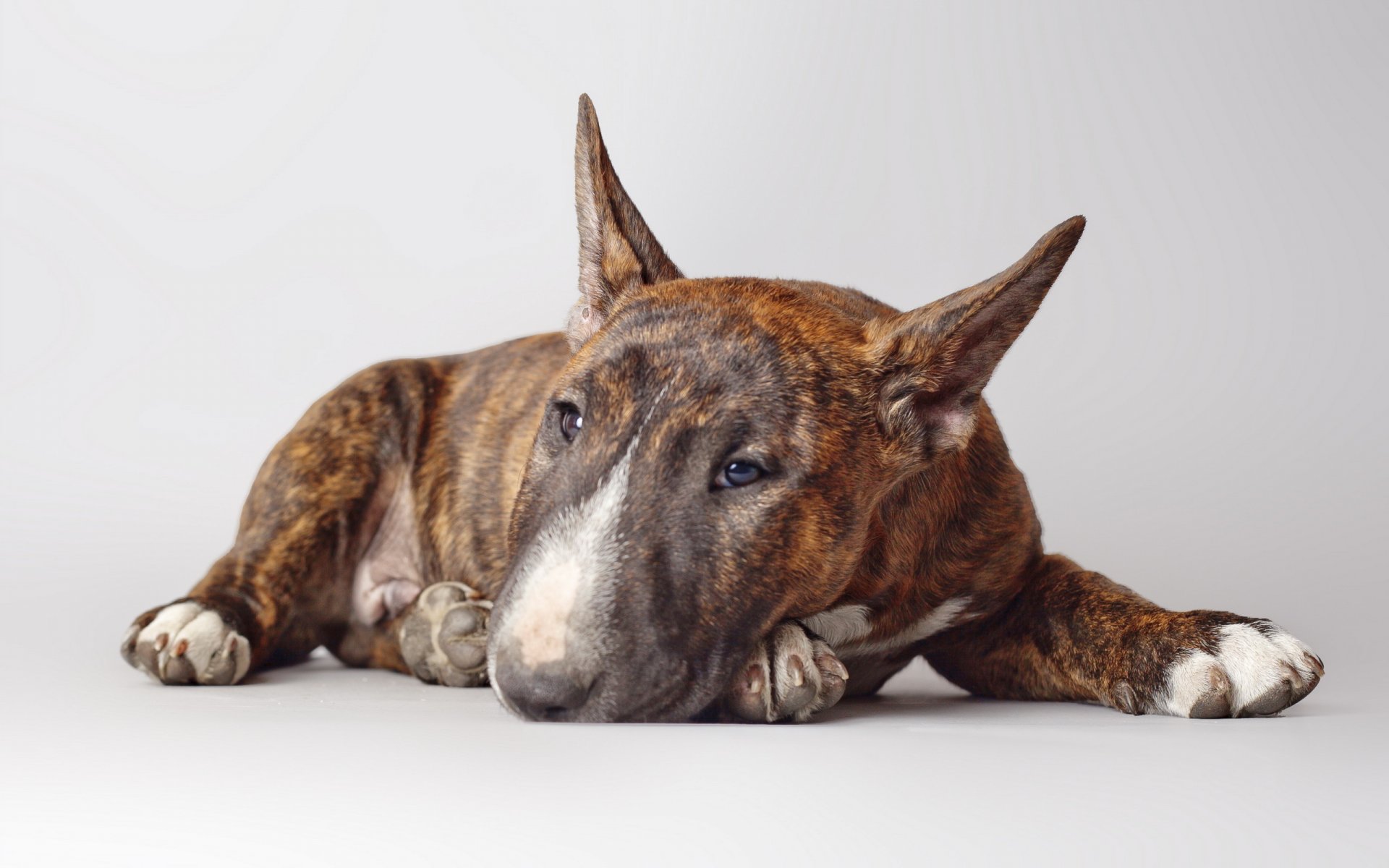 bullterrier hund freund