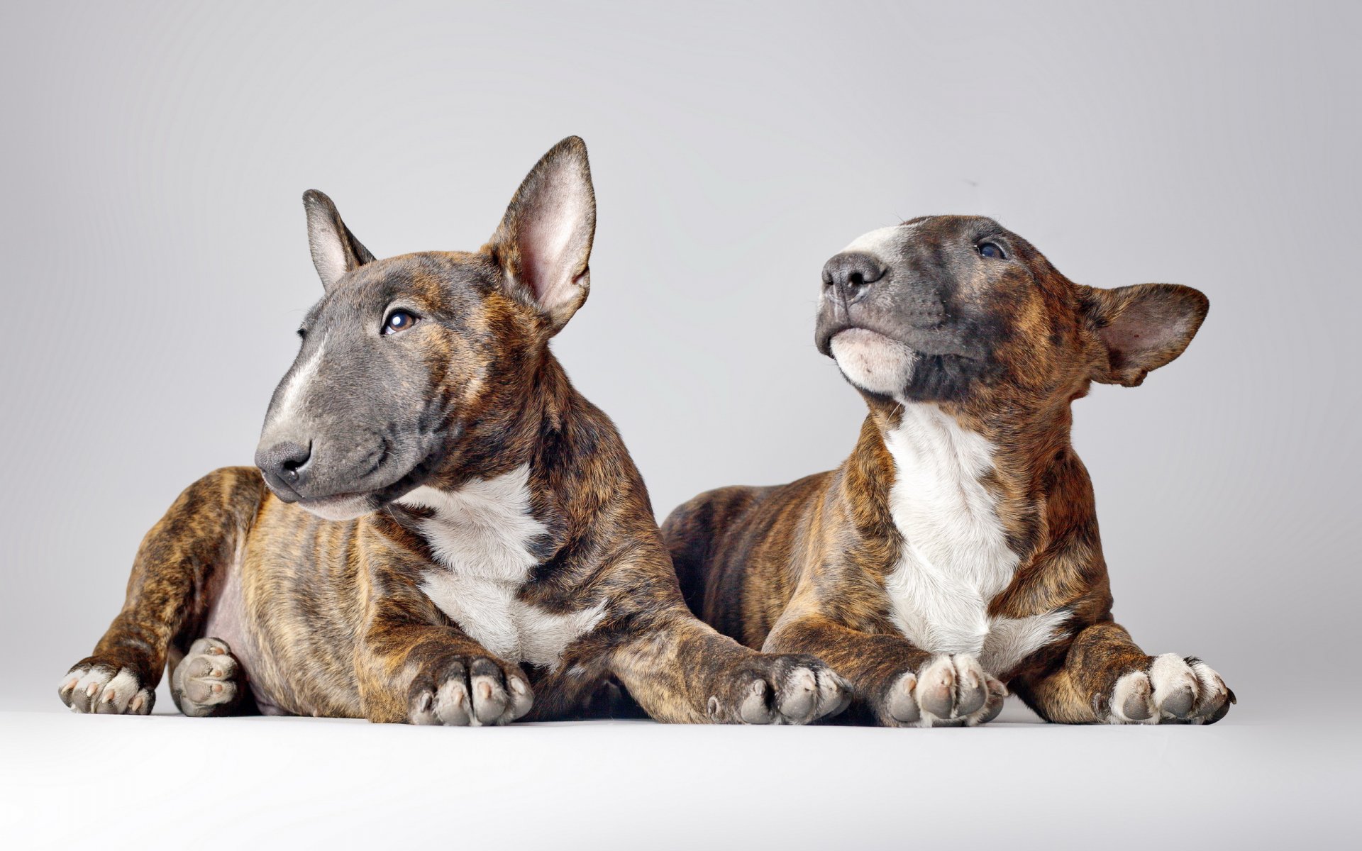 bull terriers dogs background