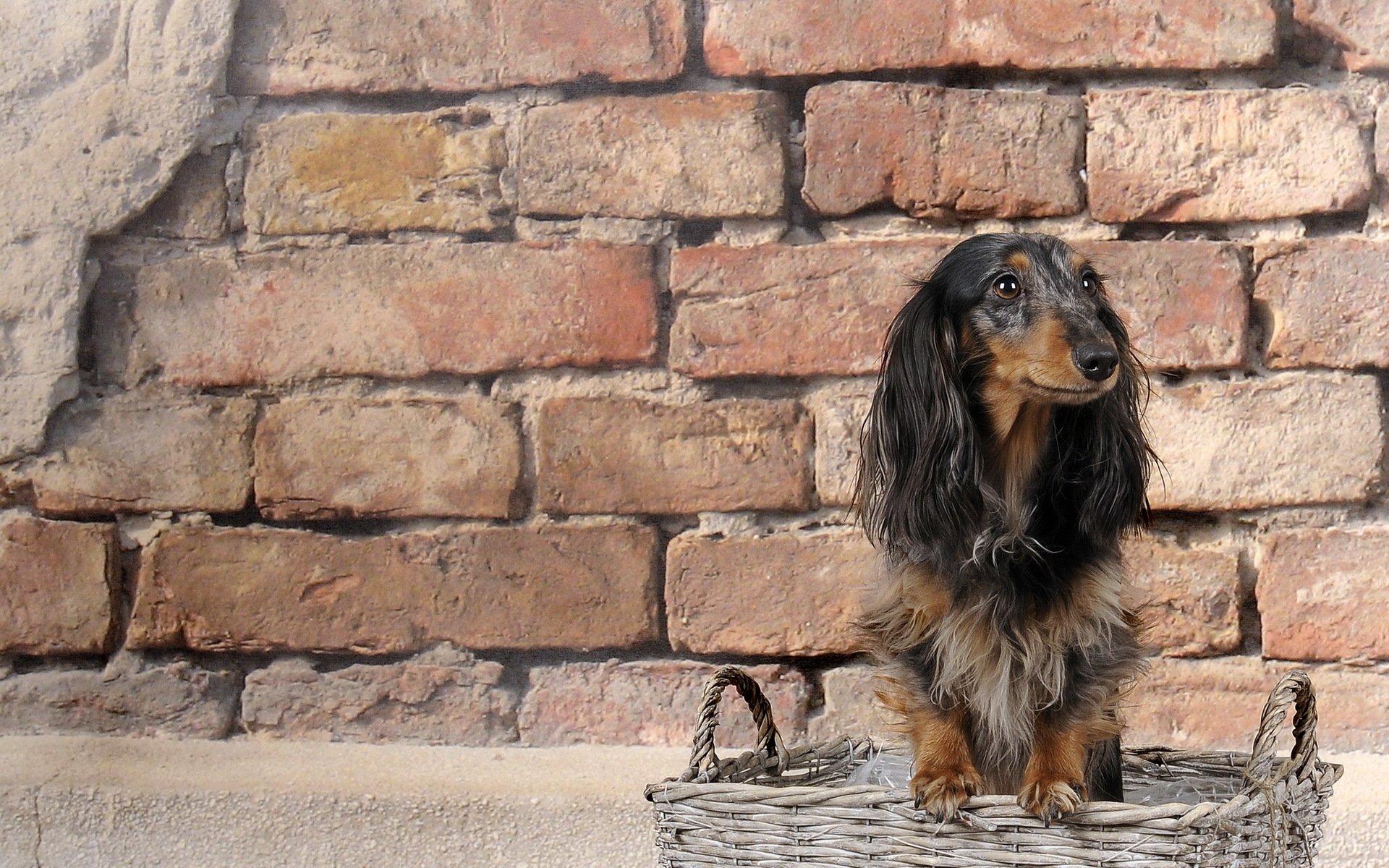 perro pared mirada