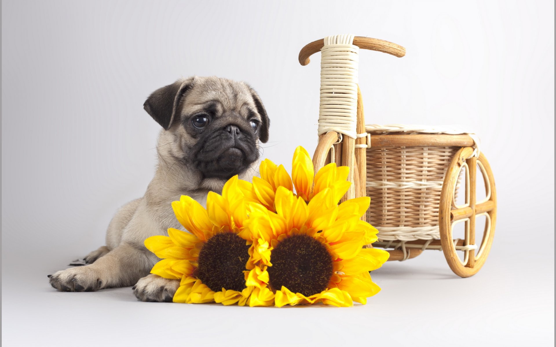 hund blumen hintergrund