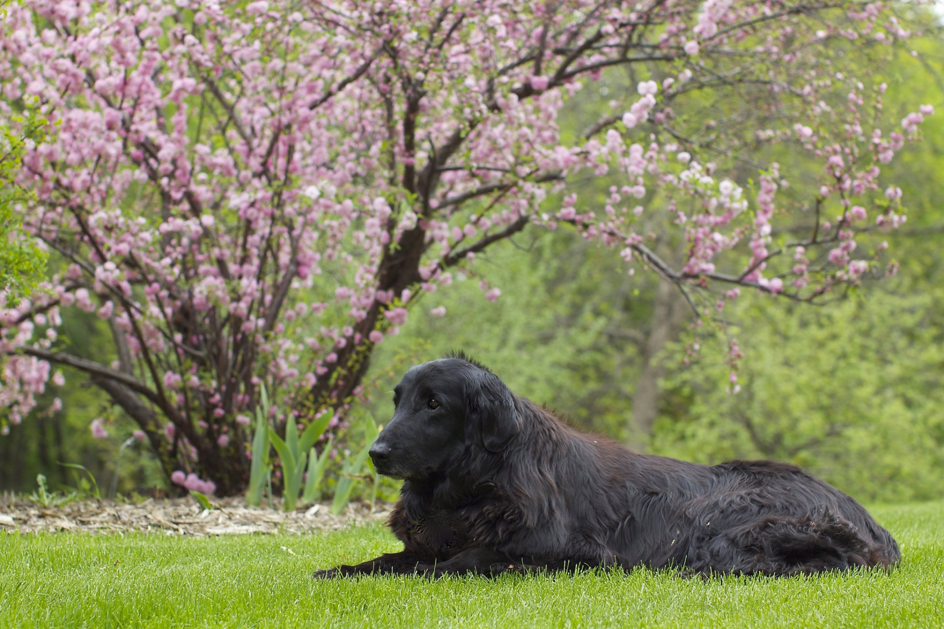 retriever de pelo recto sakura césped