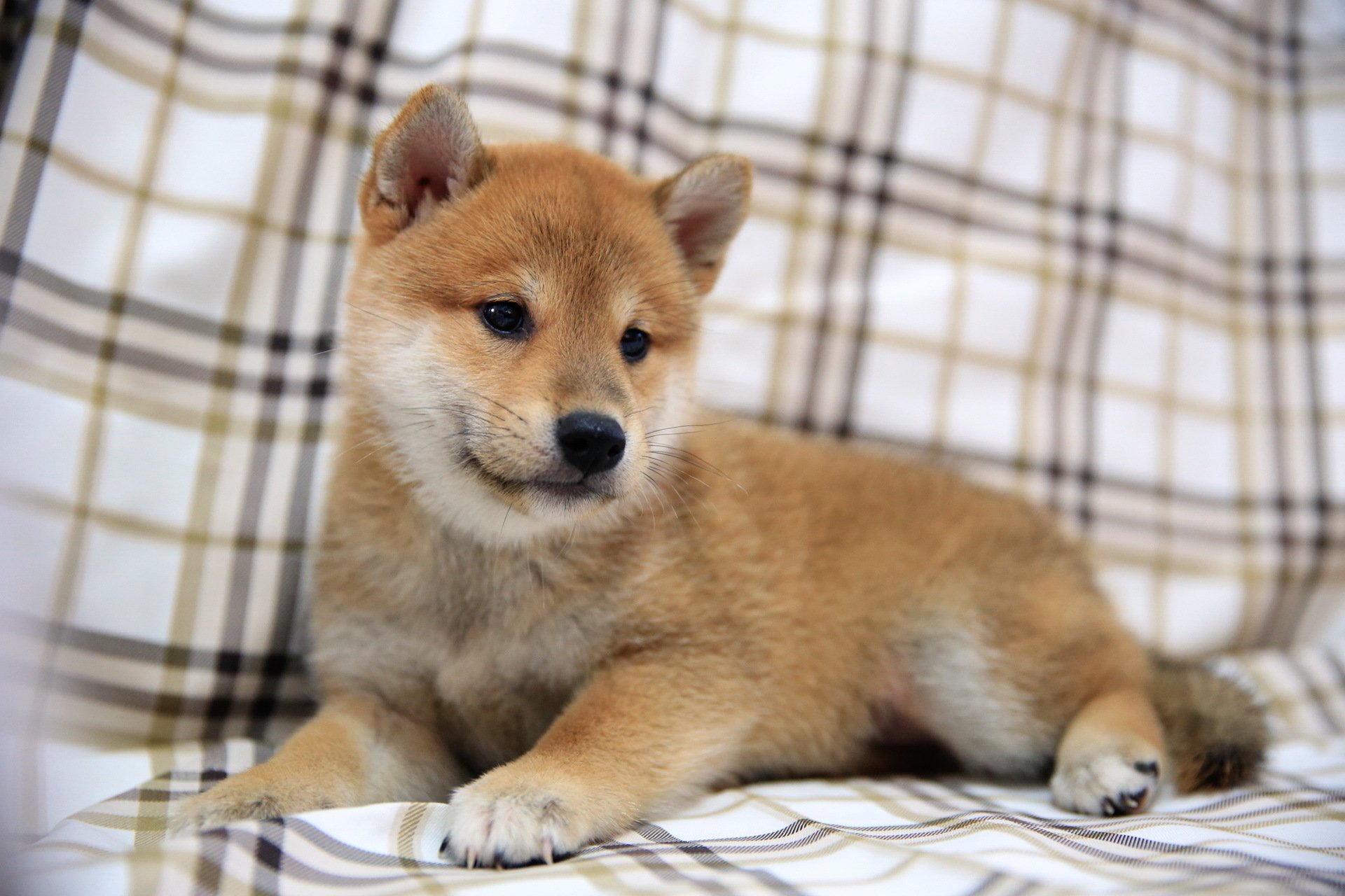 perro cachorro fondo