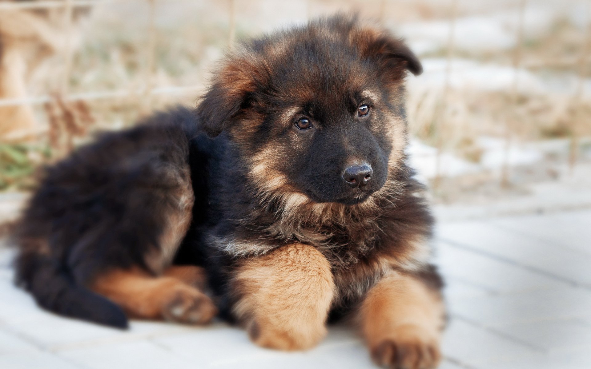 german shepherd dog other puppy