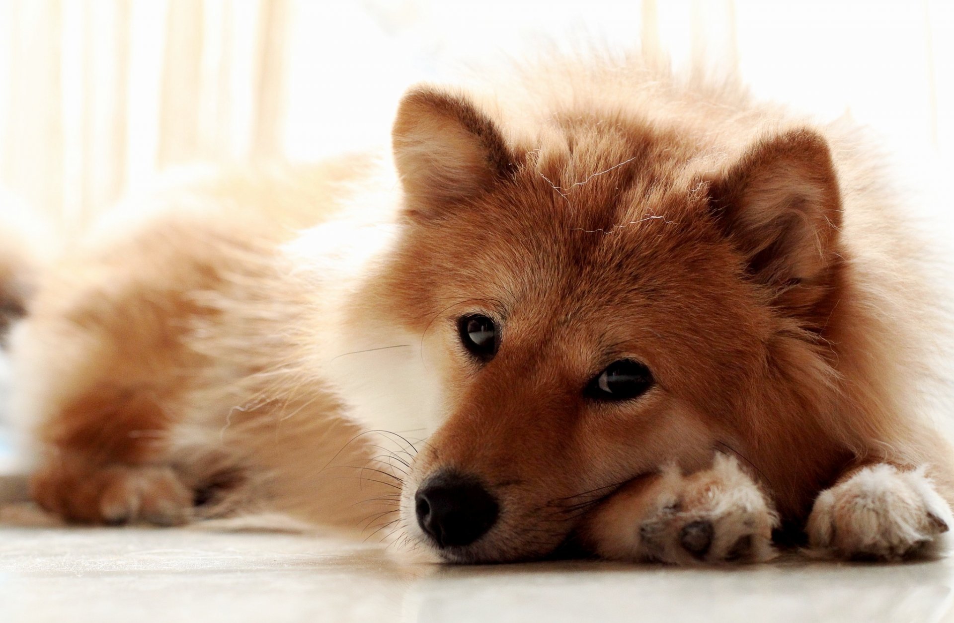 chien se trouve vue museau pattes