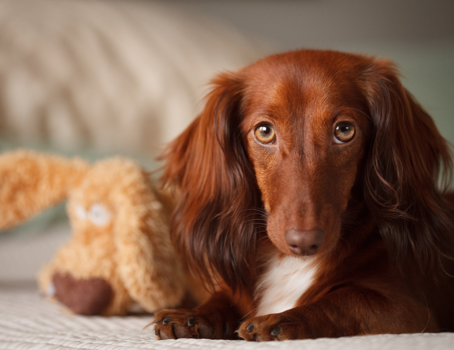 chien jouet museau