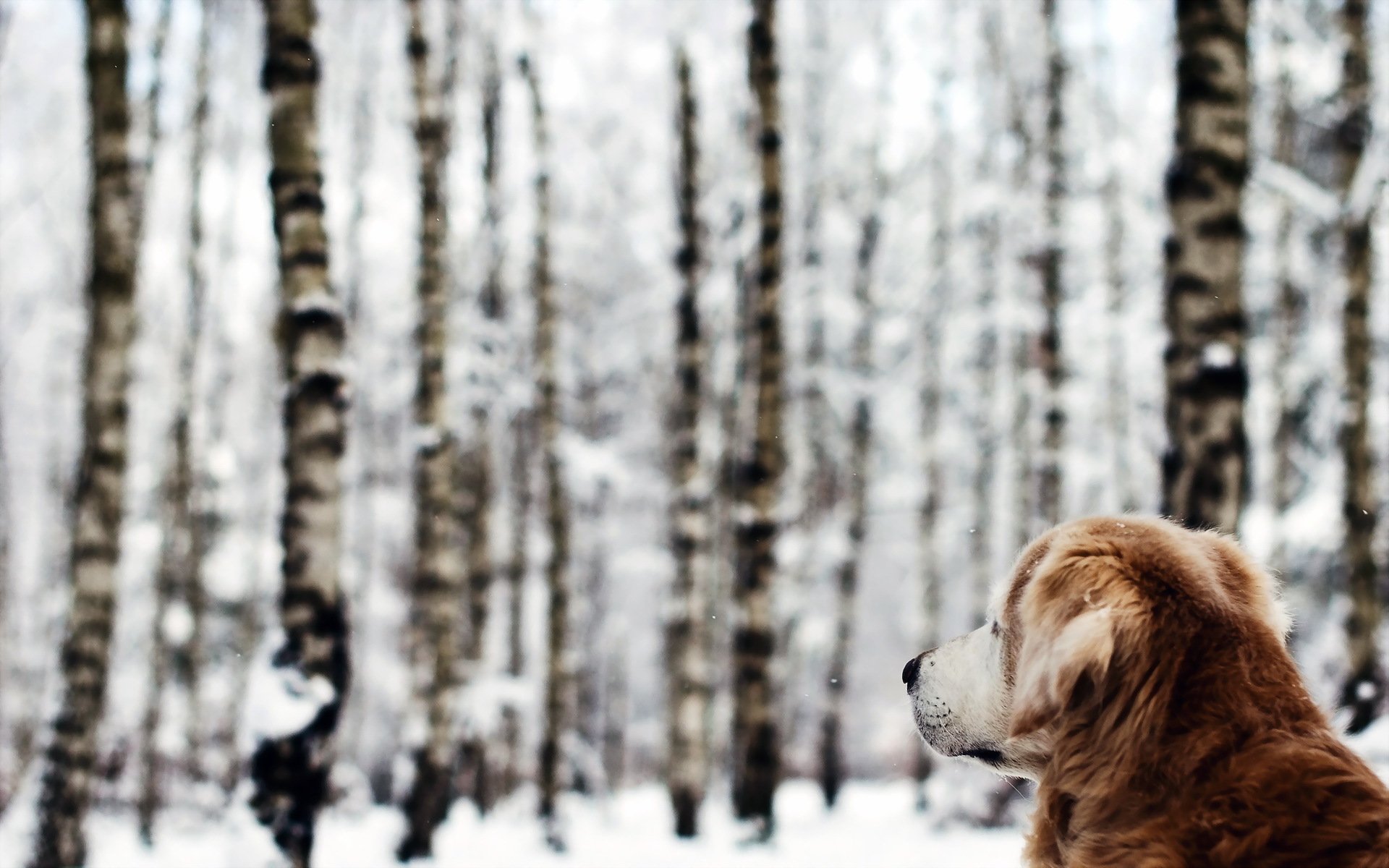 perro bosque invierno