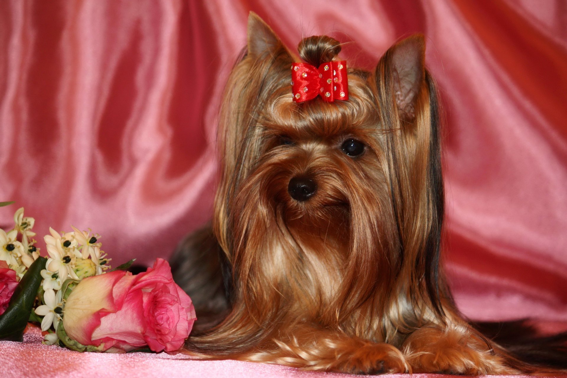 chien yorkshire terrier animaux rose photo