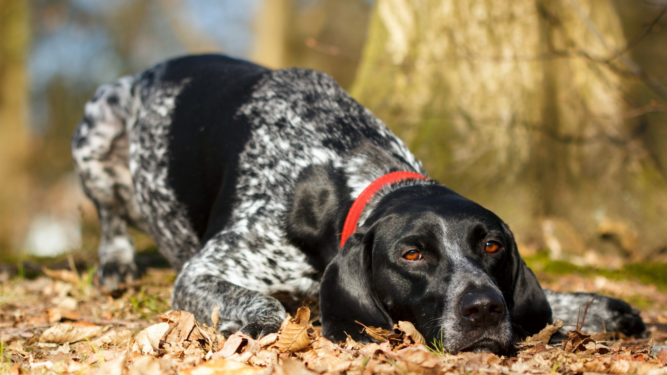 hund blick hintergrund