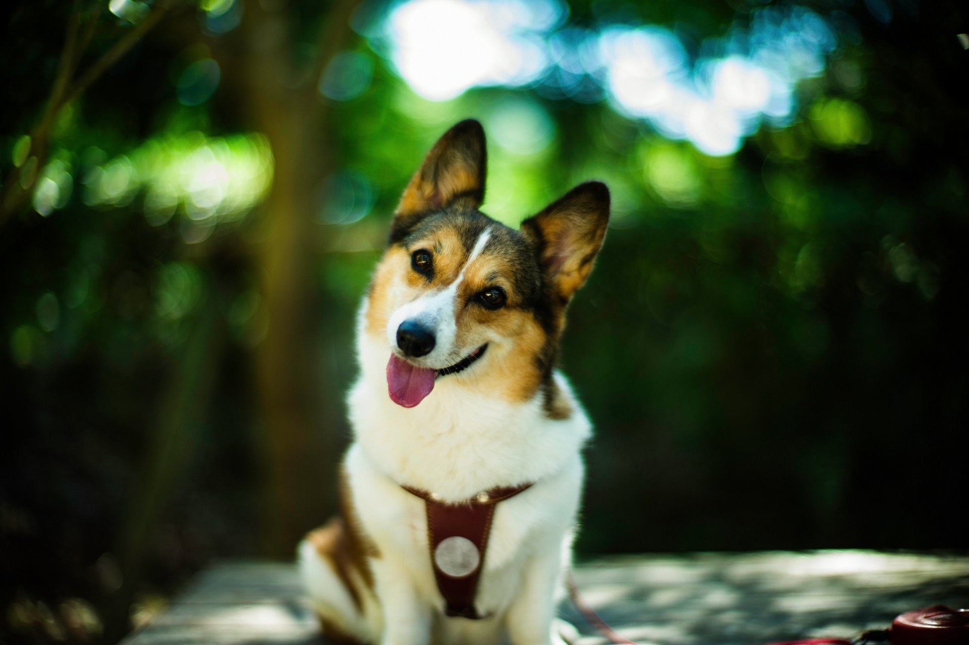 hund blick freund lächeln bokeh