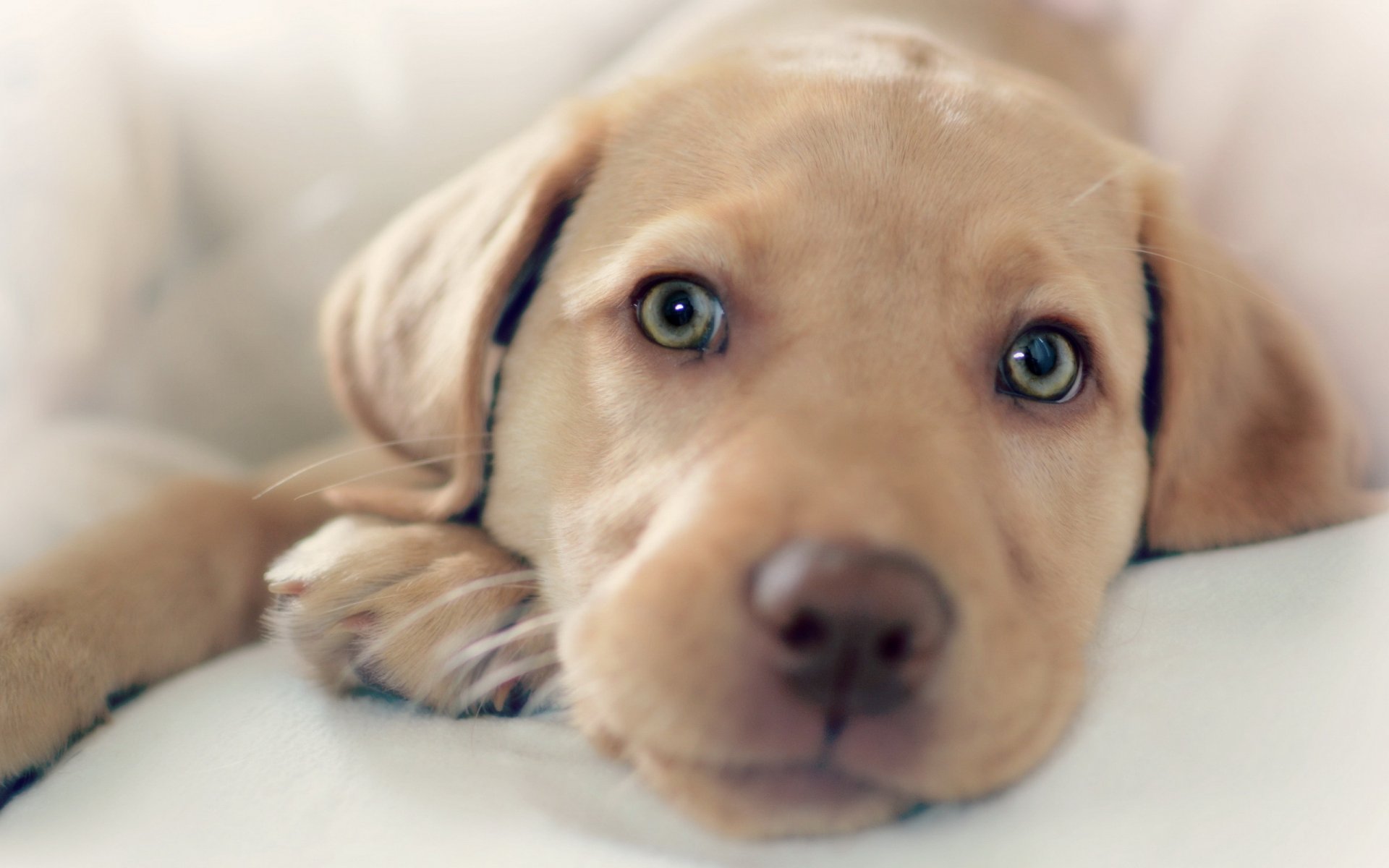 perro mirada amigo