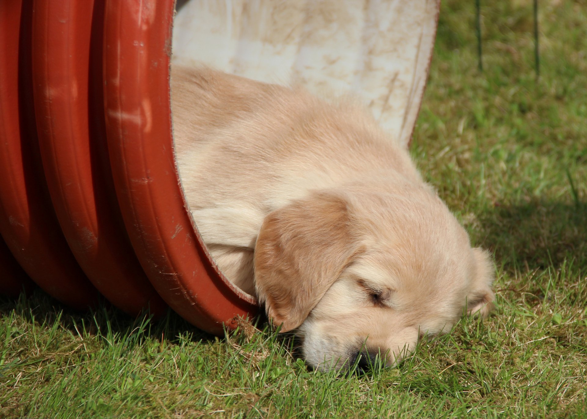 golden retriever golden retriever welpe schlaf