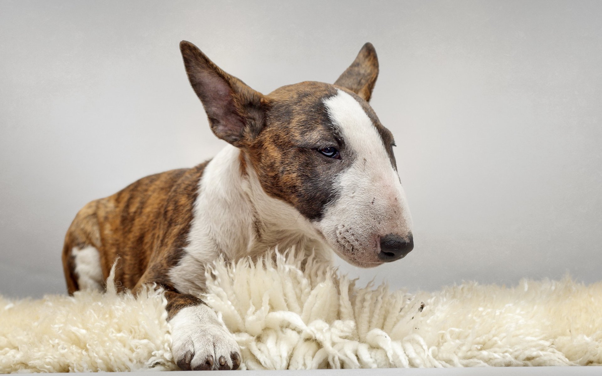 bull terrier pies przyjaciel