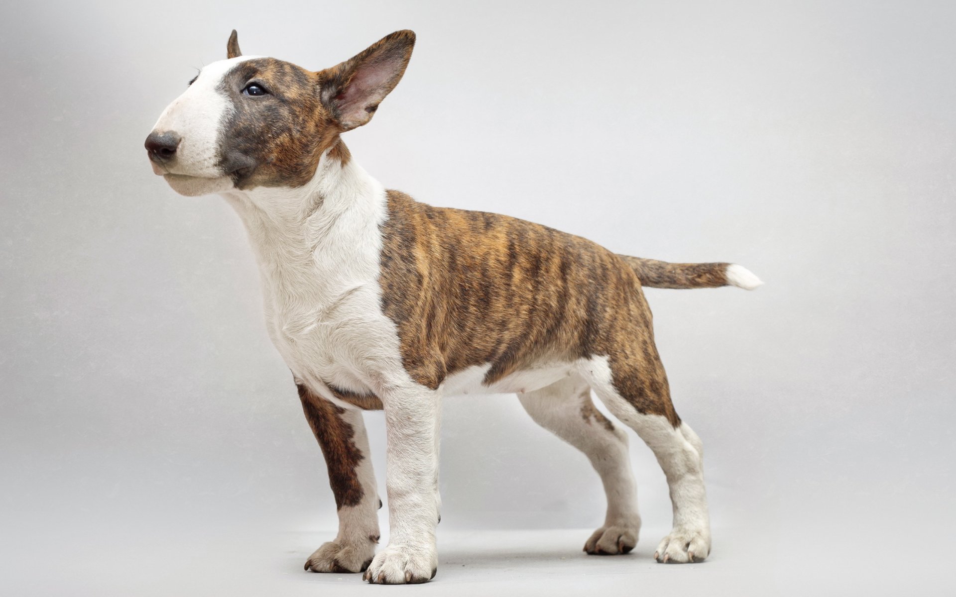 bull terrier perro amigo