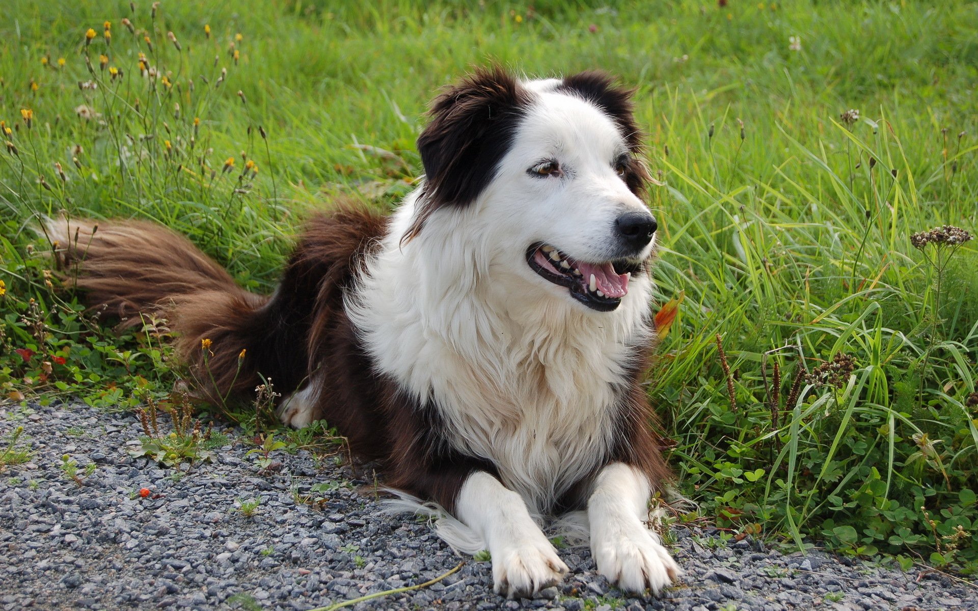 hund freund blick