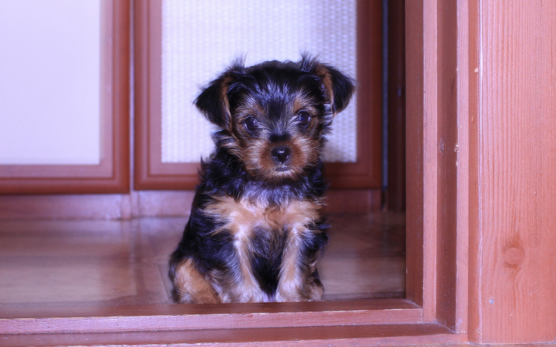 perro cachorro casa