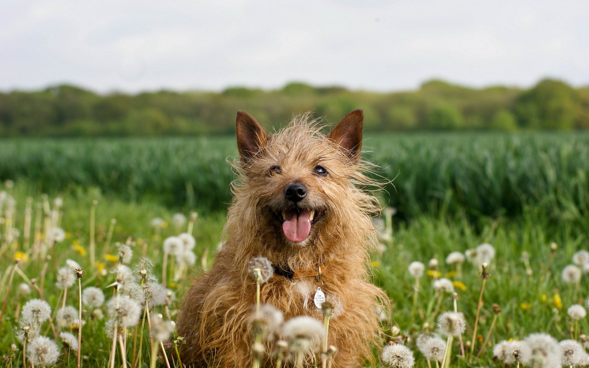 chien pissenlits nature