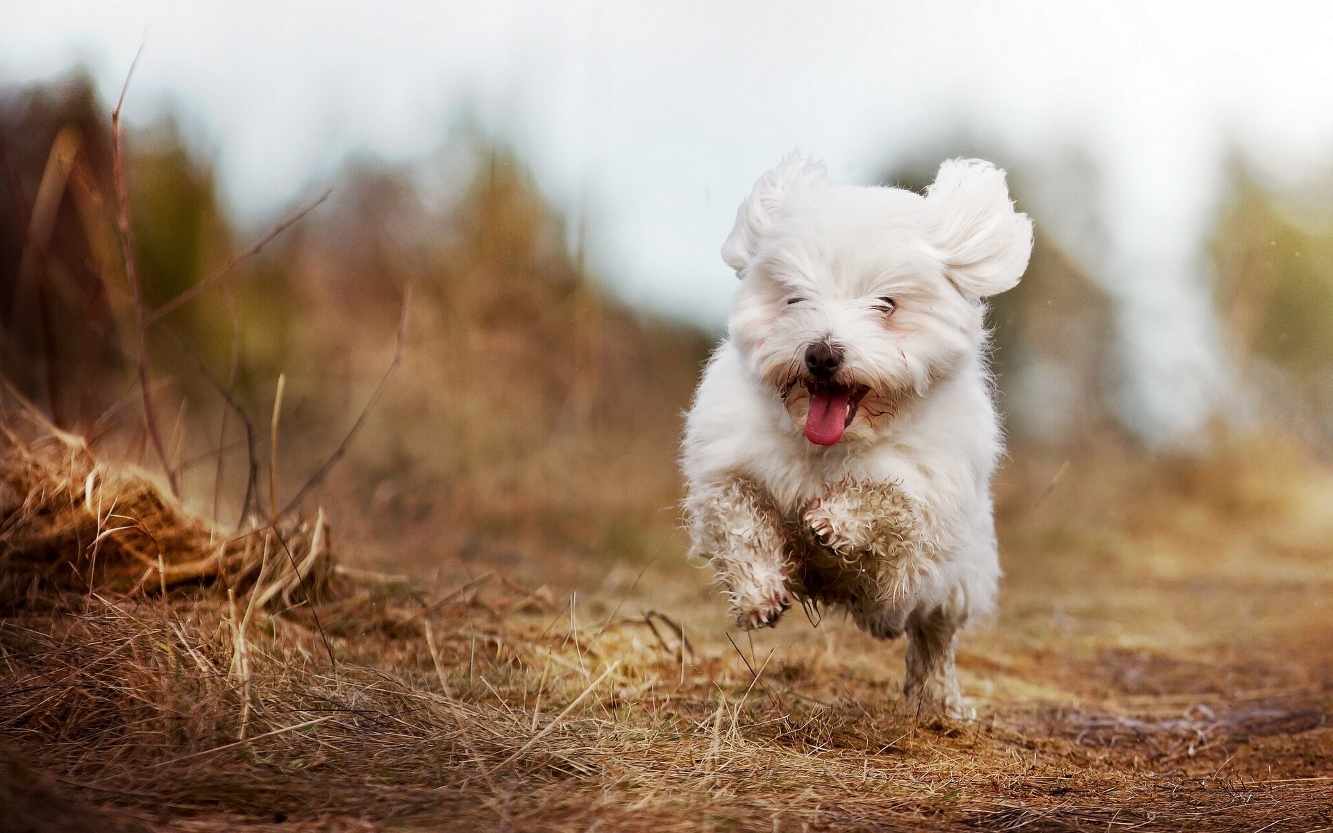 mood happiness walk