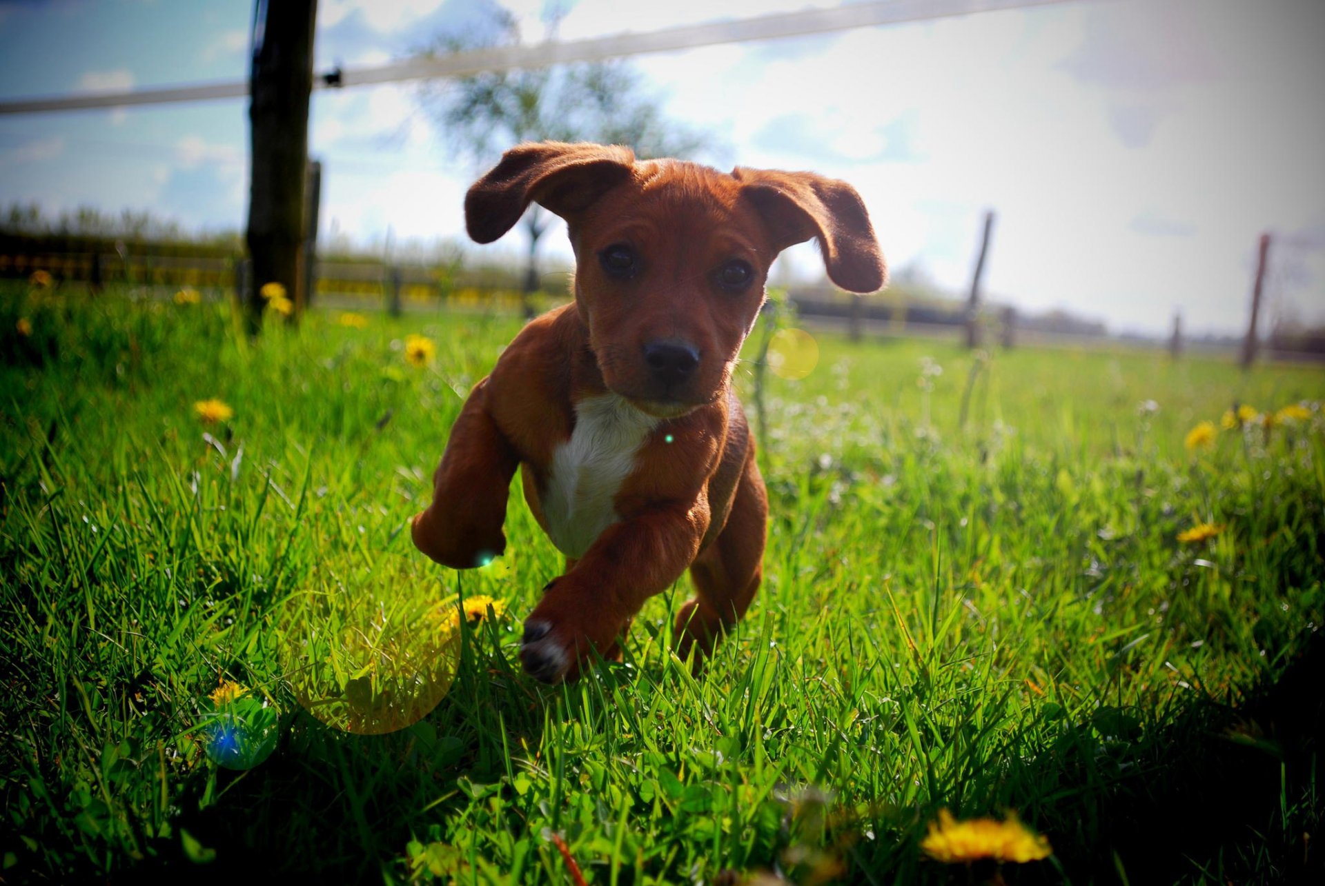 chiot été soleil course