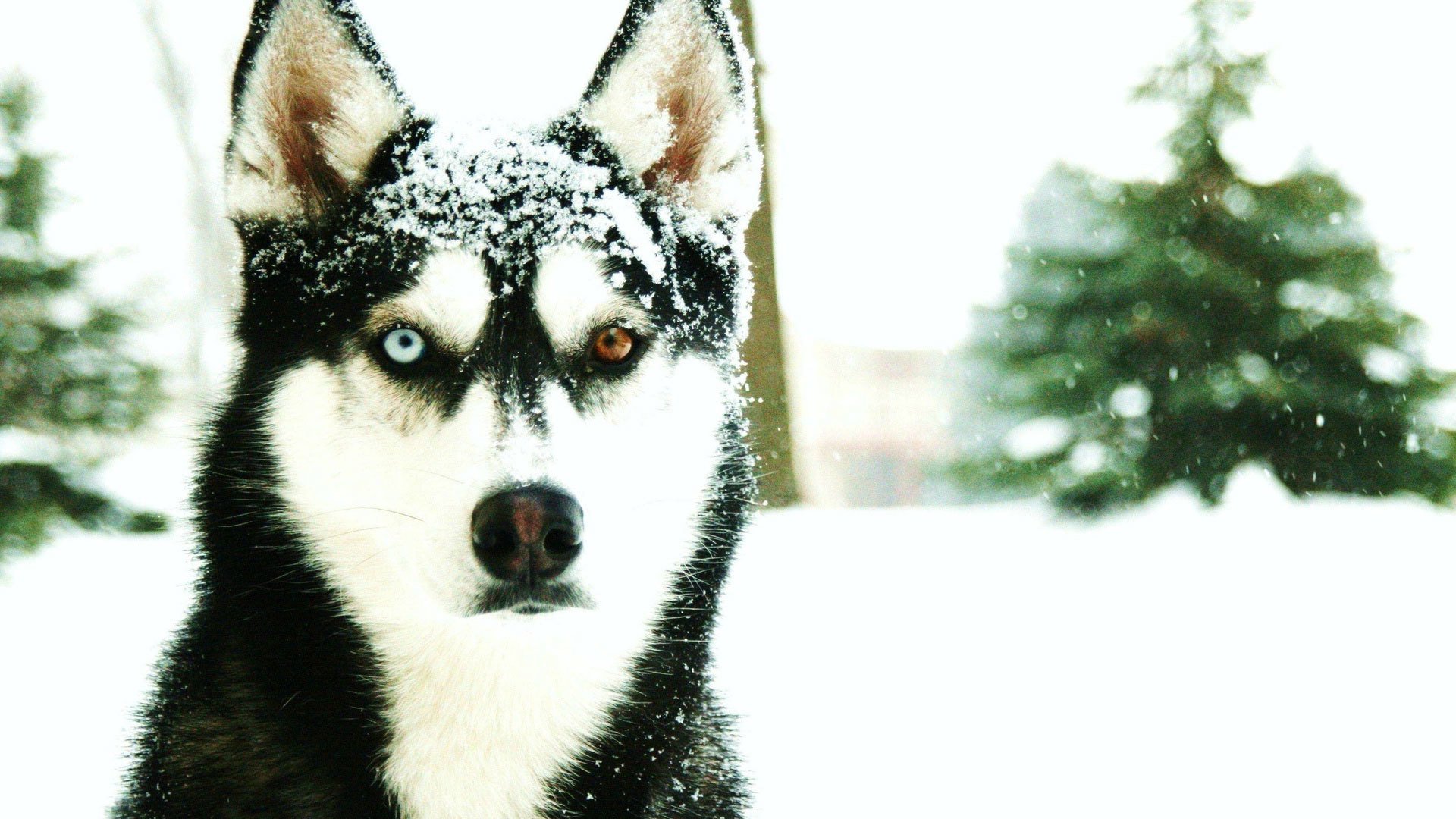 husky nieve invierno frío