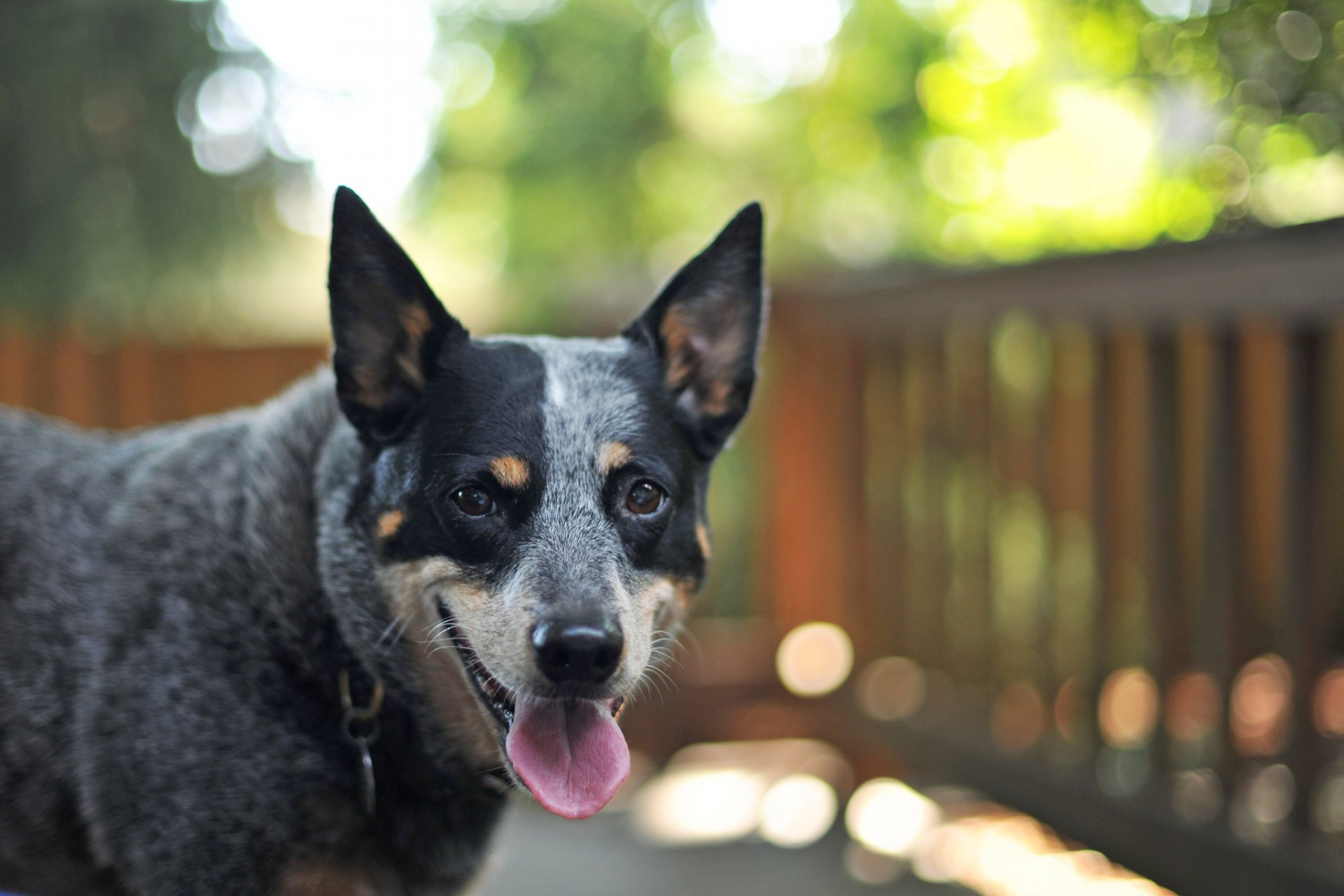 cane da pastore australiano cane amico vista bokeh