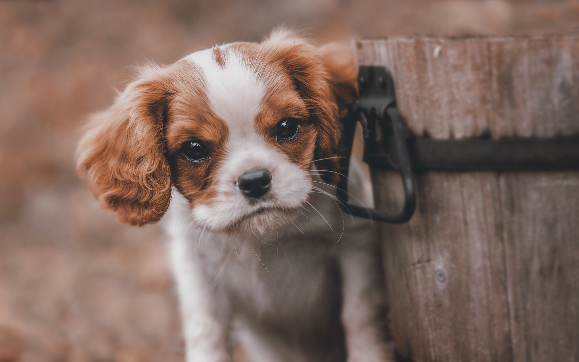 chien chiot ami vue seau en bois