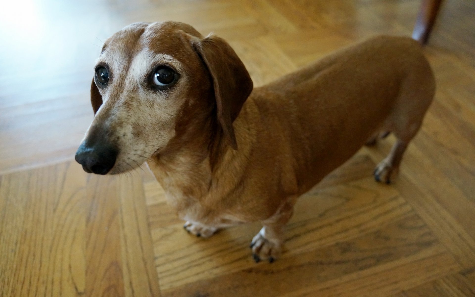 hund blick freund