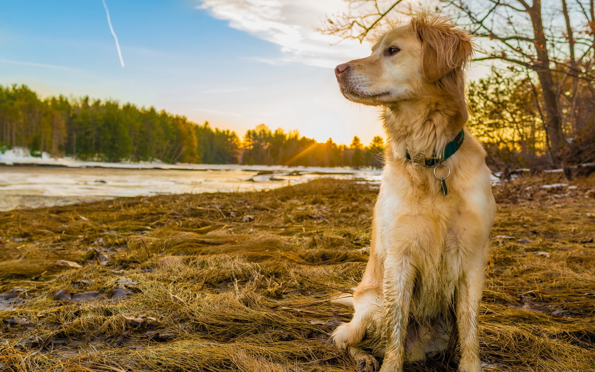 dog retriever nature