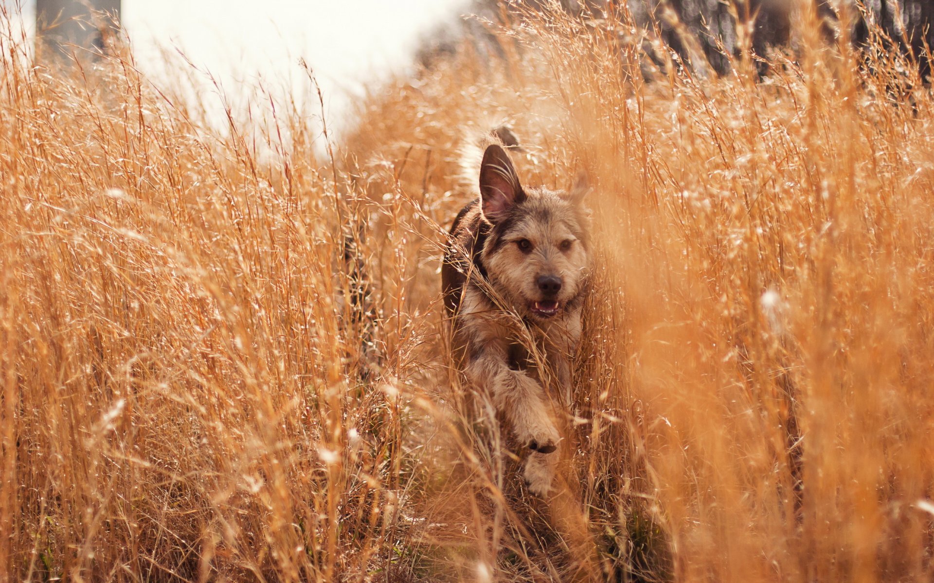 perro hierba naturaleza