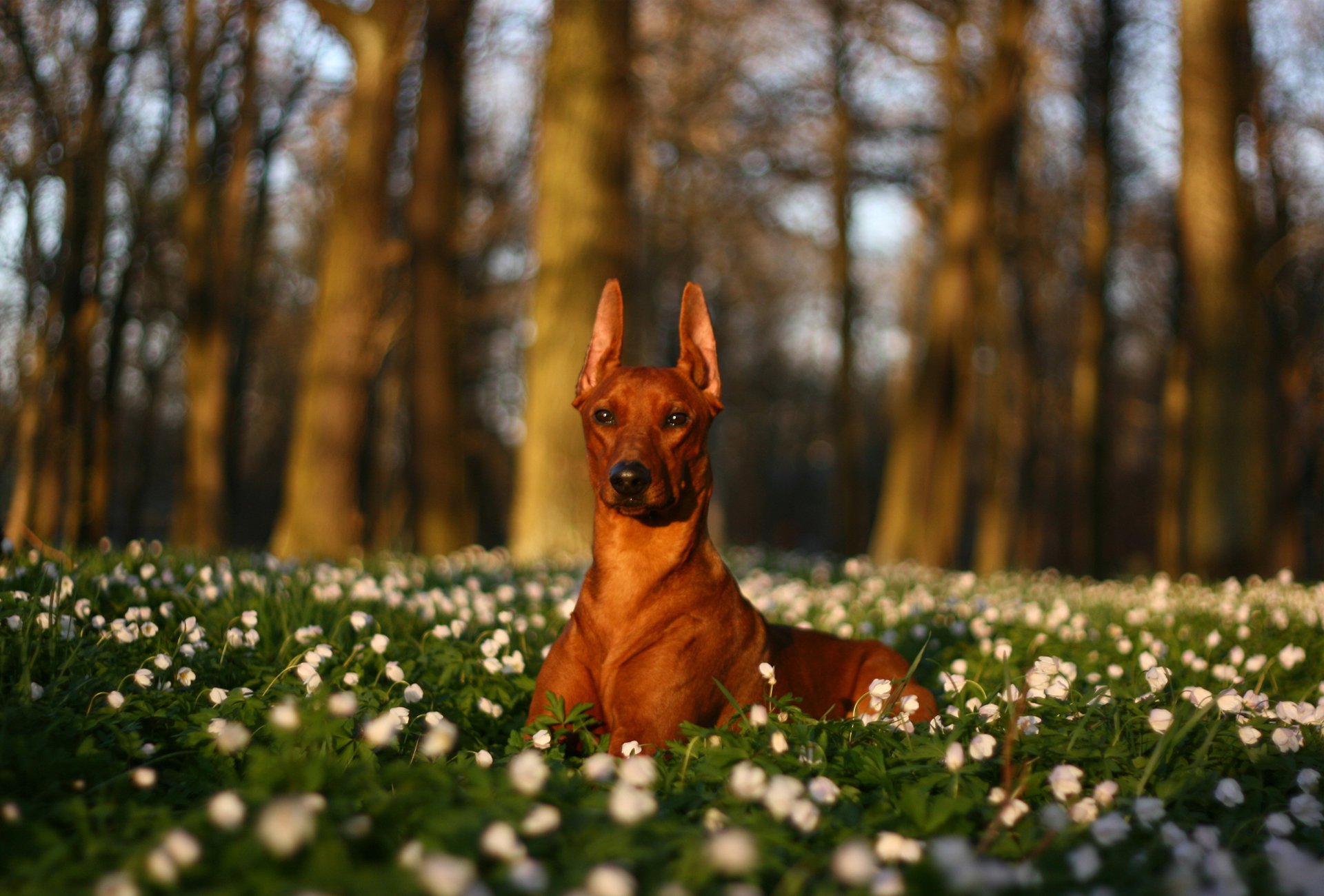 perro naturaleza flores claro árboles blanco