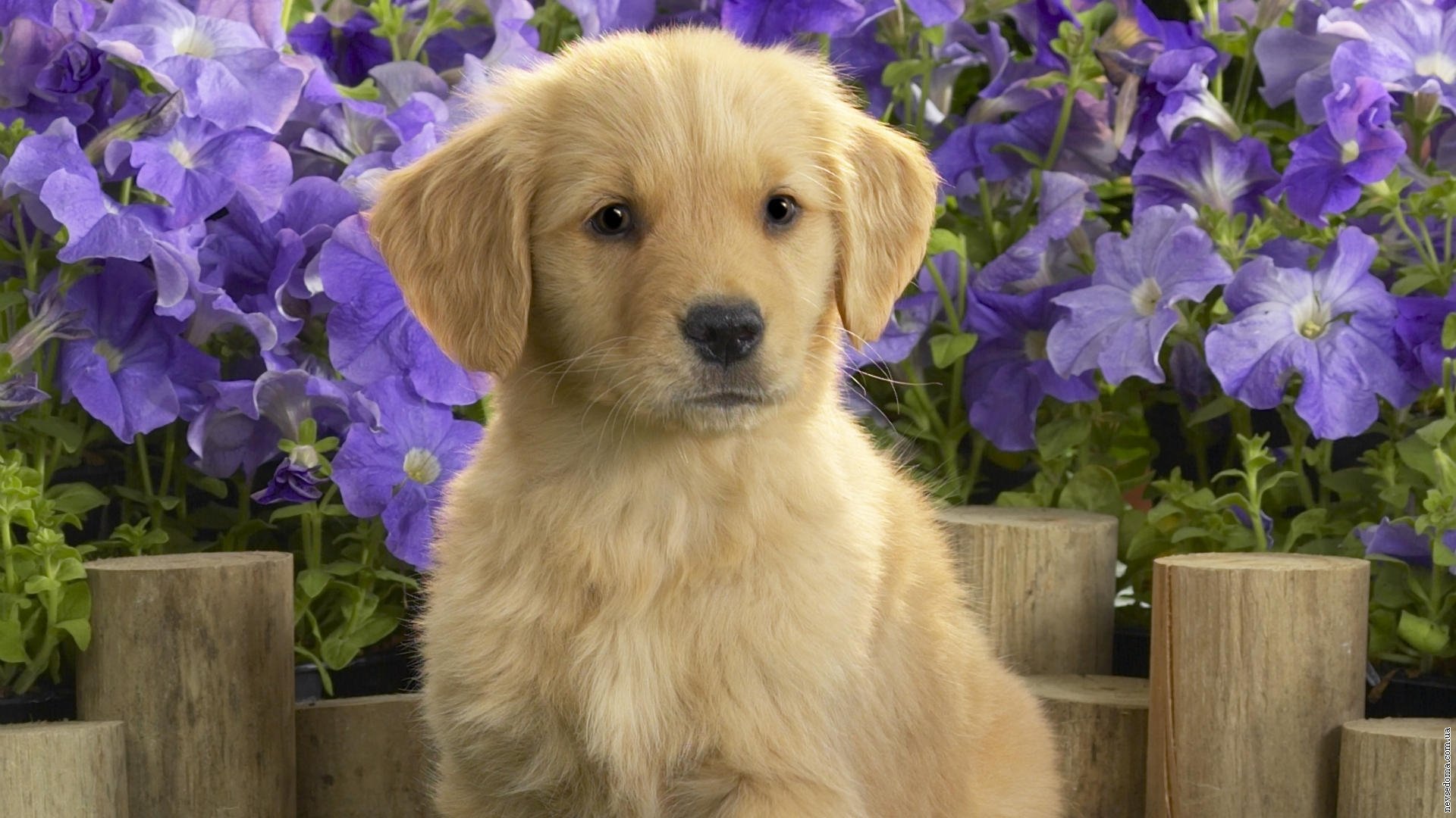 puppy lablador flower