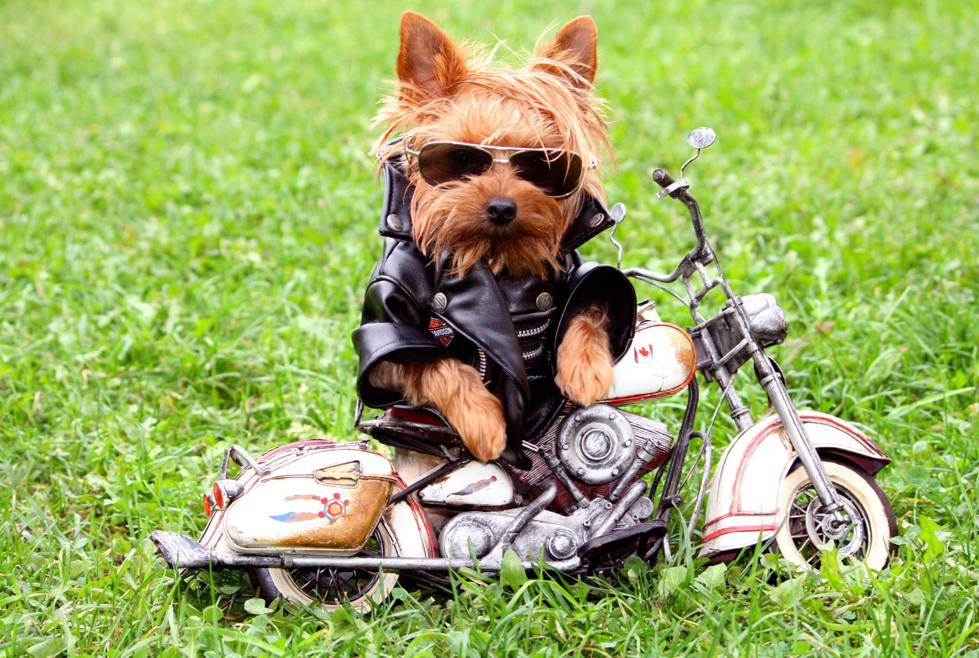 hund jacke brille motorrad gras yorkshire terrier