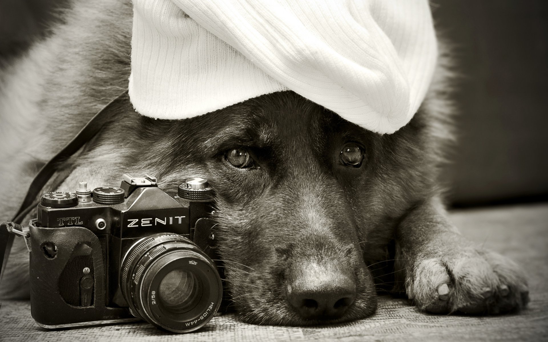 berger allemand chien ami zénith