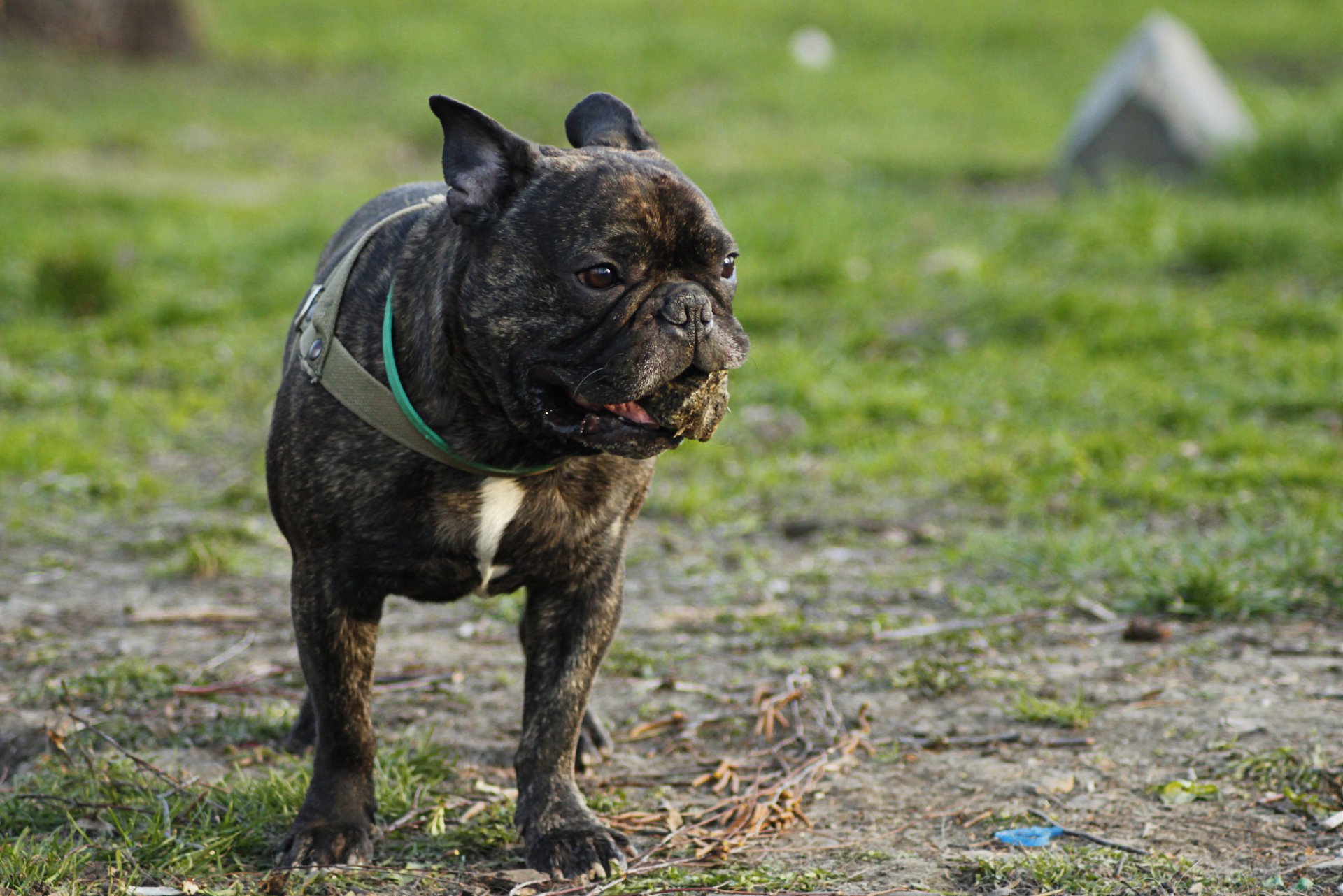 chien français bouledogue herbe été verdure grimace