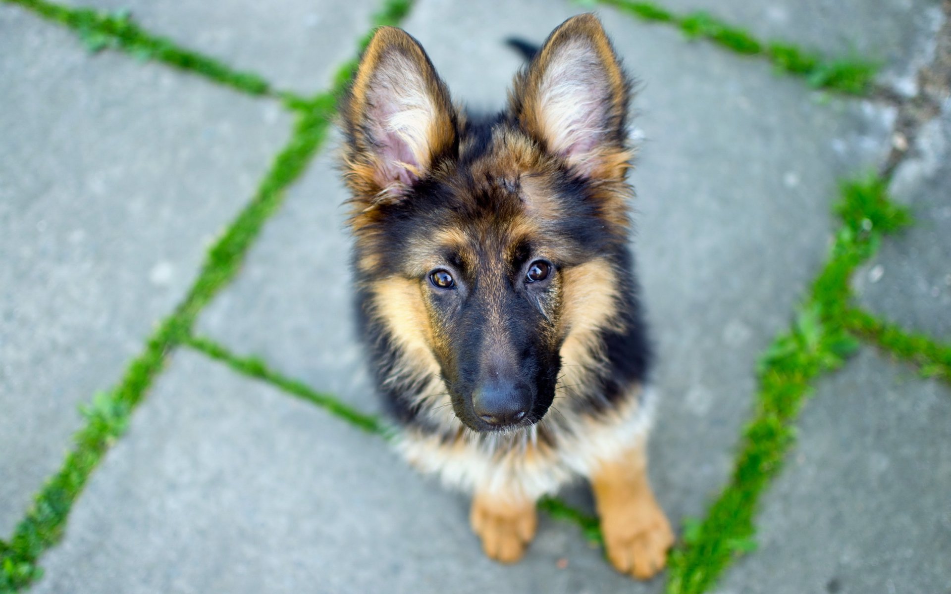 deutscher schäferhund hund blick