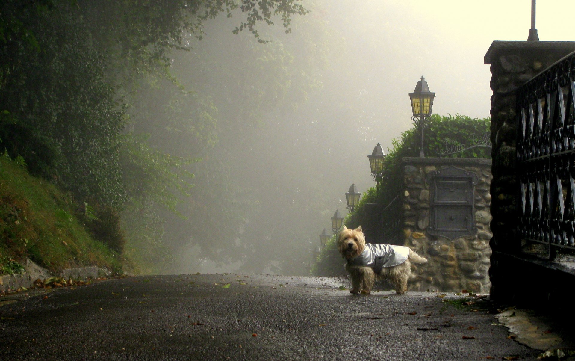 morning fog street lane dog road lamp