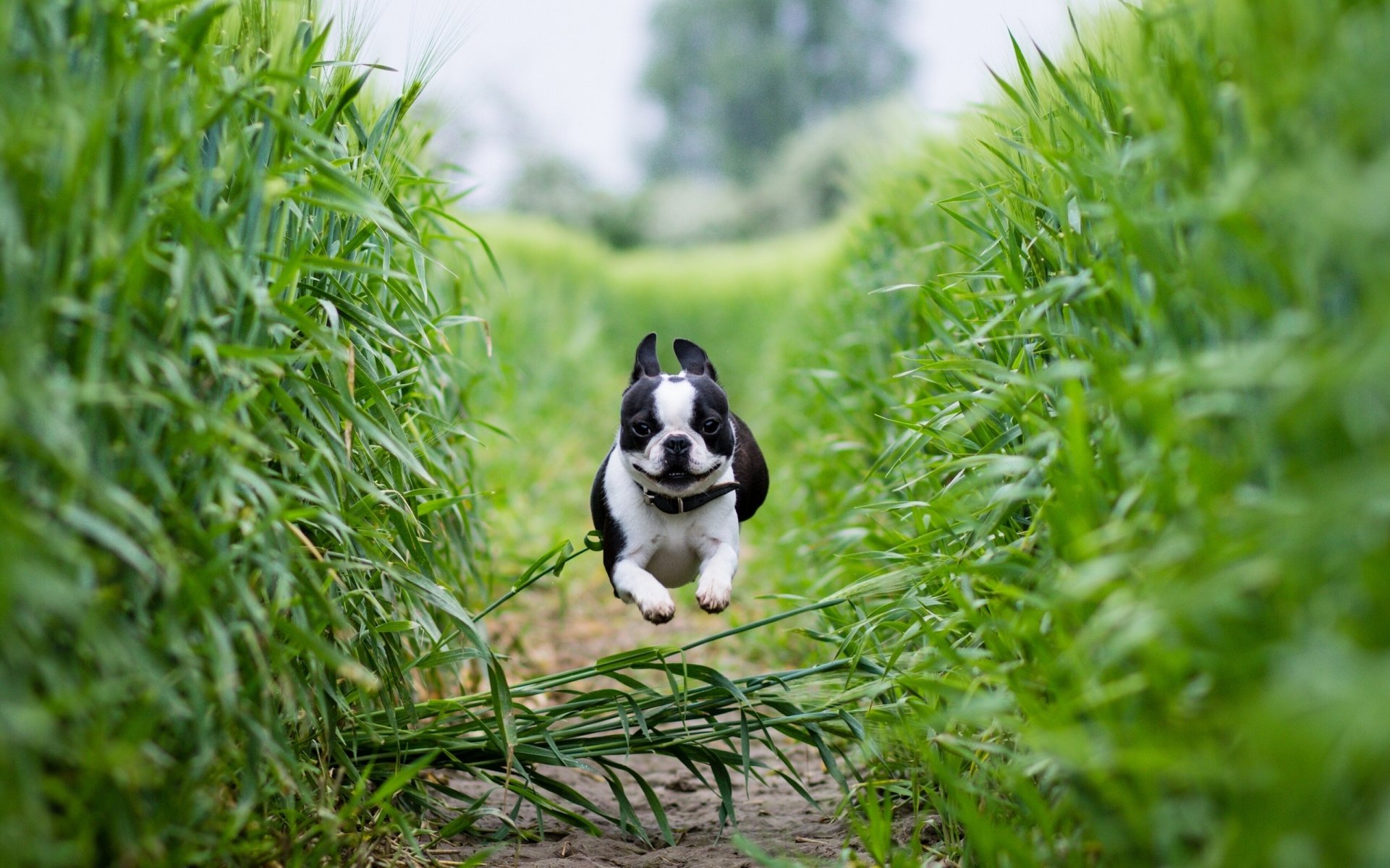 boston terrier running the field path