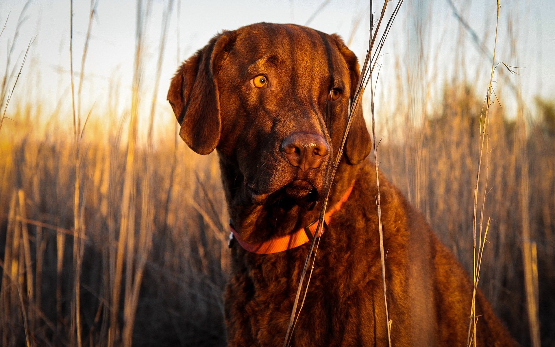 cane amico tristezza